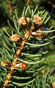 Dwarf Norway Spruce (Picea Abies 'Pumila') — particularly during prolonged dry spells; slow-growing evergreen with a rounded