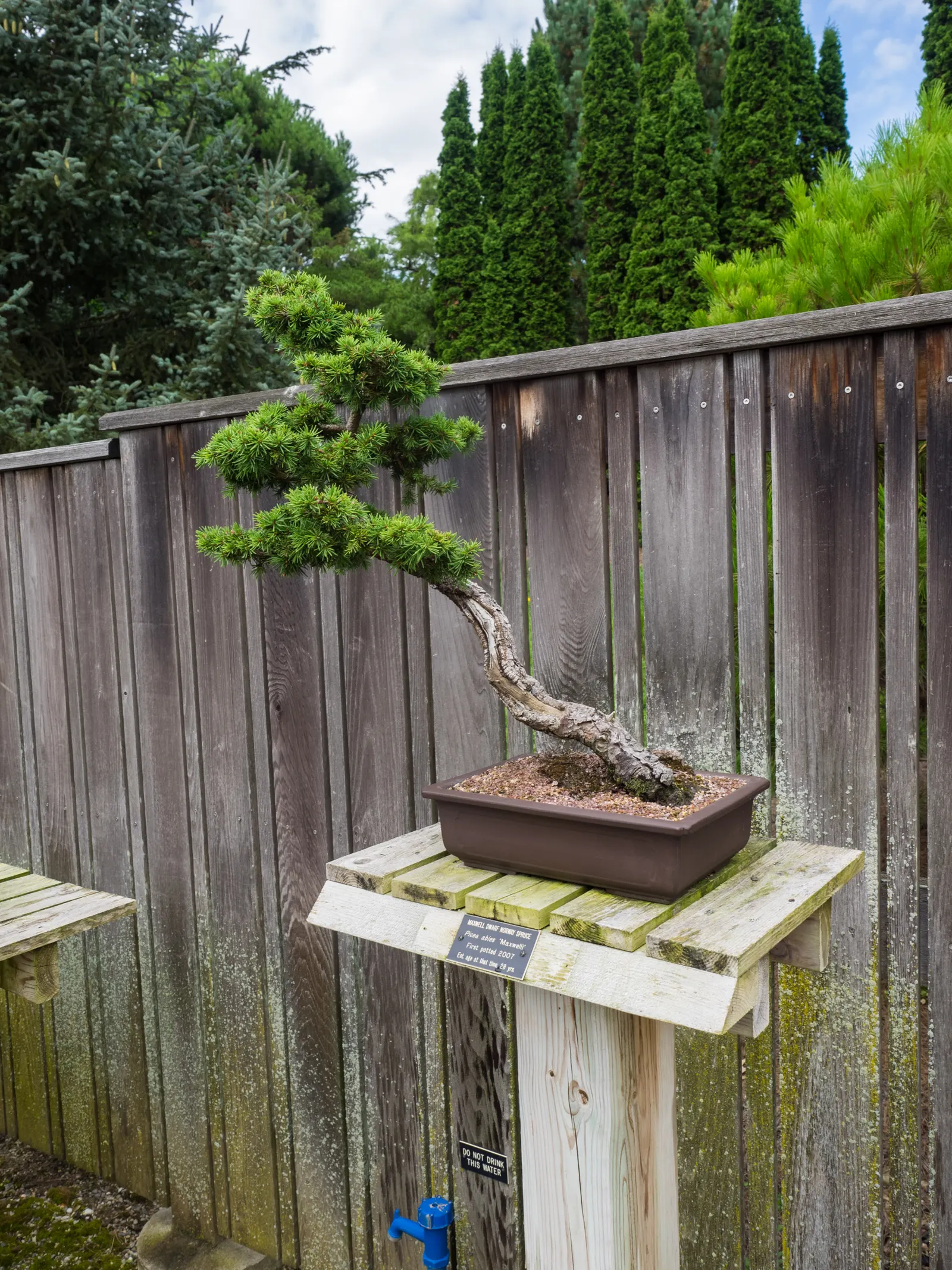 Dwarf Norway Spruce (Picea Abies 'Pumila') — dark green needles that retain their color through all seasons