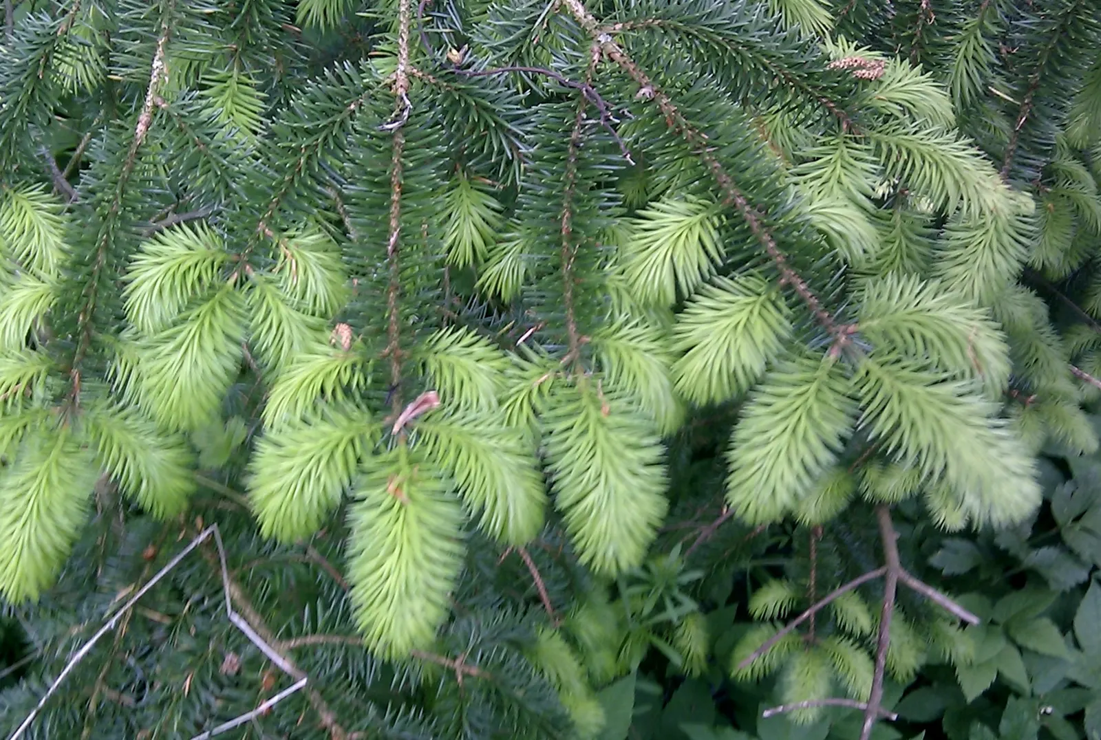 Dwarf Norway Spruce (Picea Abies 'Pumila') — is a compact evergreen conifer with a symmetrical; it requires full sun and well-drained soil