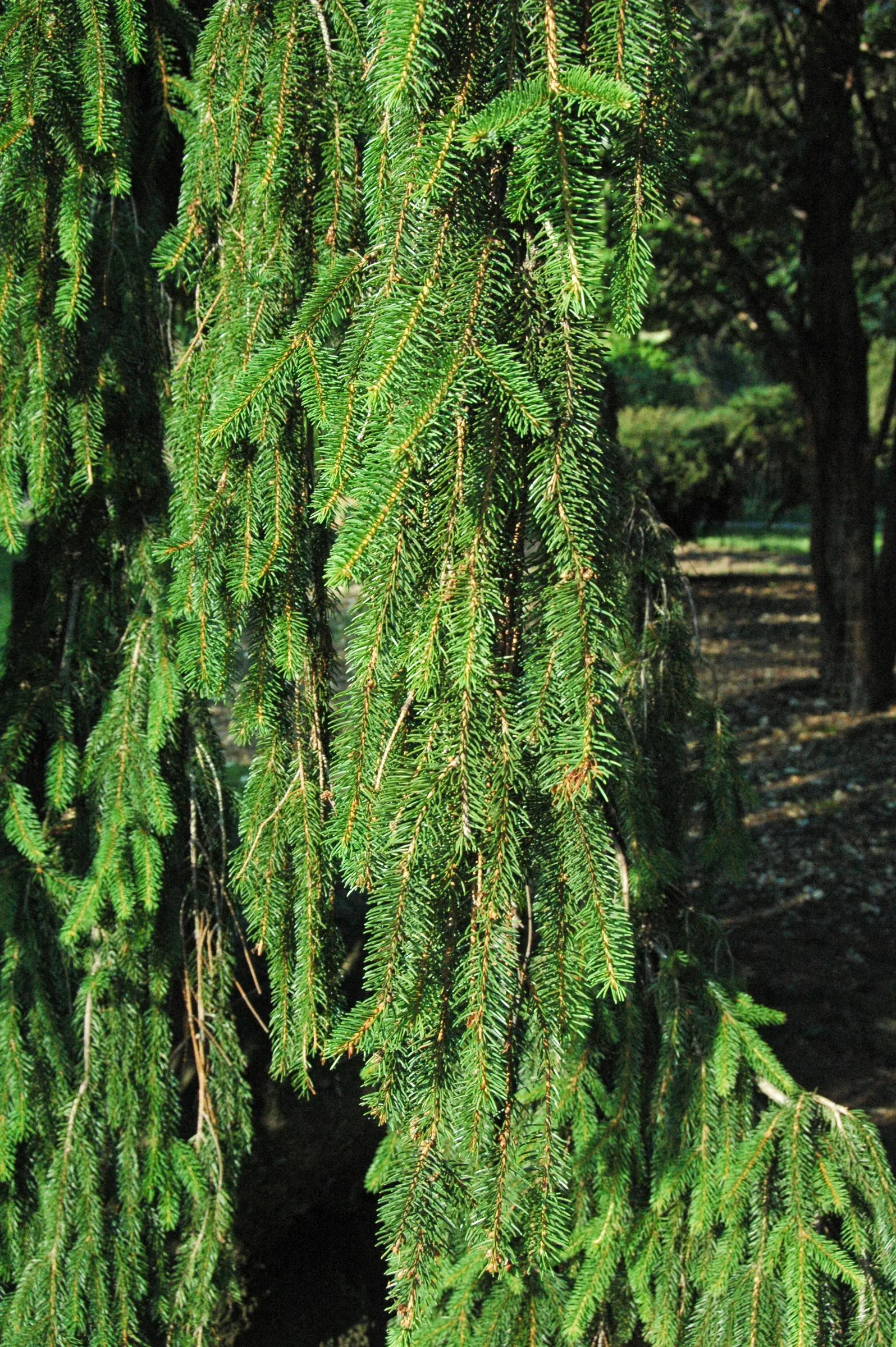 Dwarf Norway Spruce (Picea Abies 'Pumila') — dwarf conifer features rich; its adaptability also makes it suitable for containers, image 58