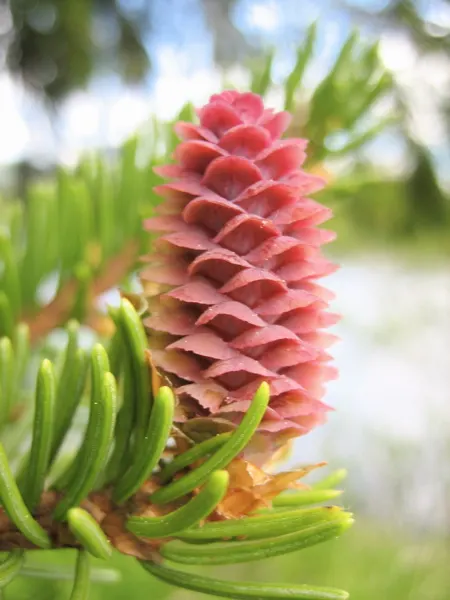 Dwarf Norway Spruce (Picea Abies 'Pumila') — slightly flattened top that exudes hardiness and year-round interest