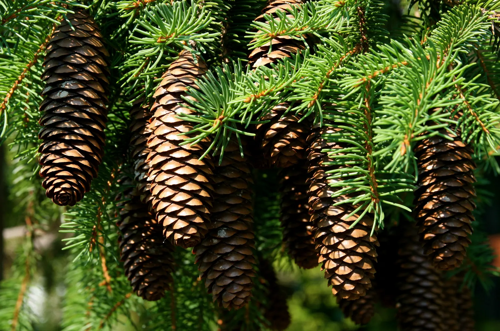 Dwarf Norway Spruce (Picea Abies 'Pumila') — offering low-maintenance appeal for both designers and homeowners