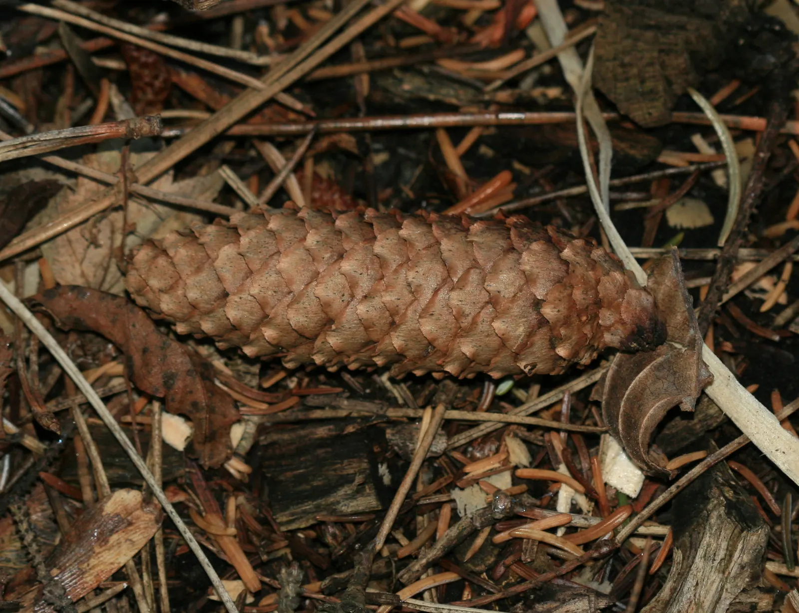 Dwarf Norway Spruce (Picea Abies 'Pumila') — consider using it as a specimen plant