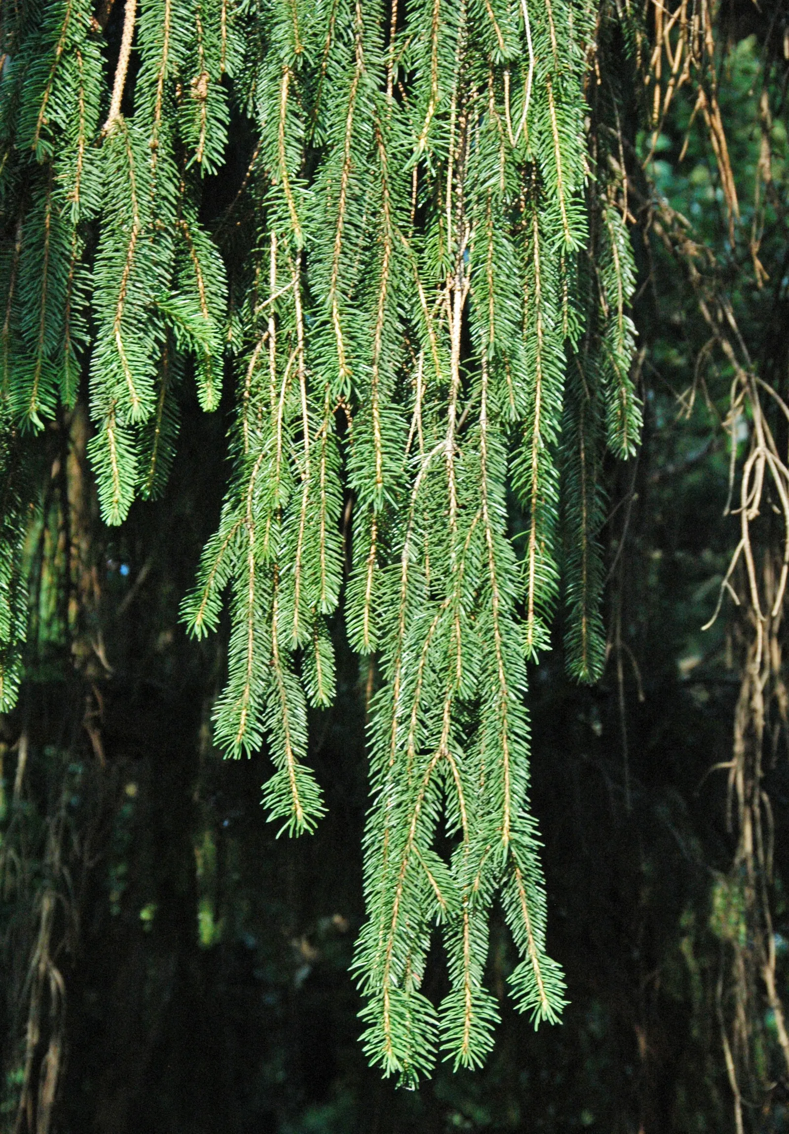 Dwarf Norway Spruce (Picea Abies 'Pumila') — With an average growth rate of 1 to 6 inches per year; scientifically named Picea abies 'Pumila'