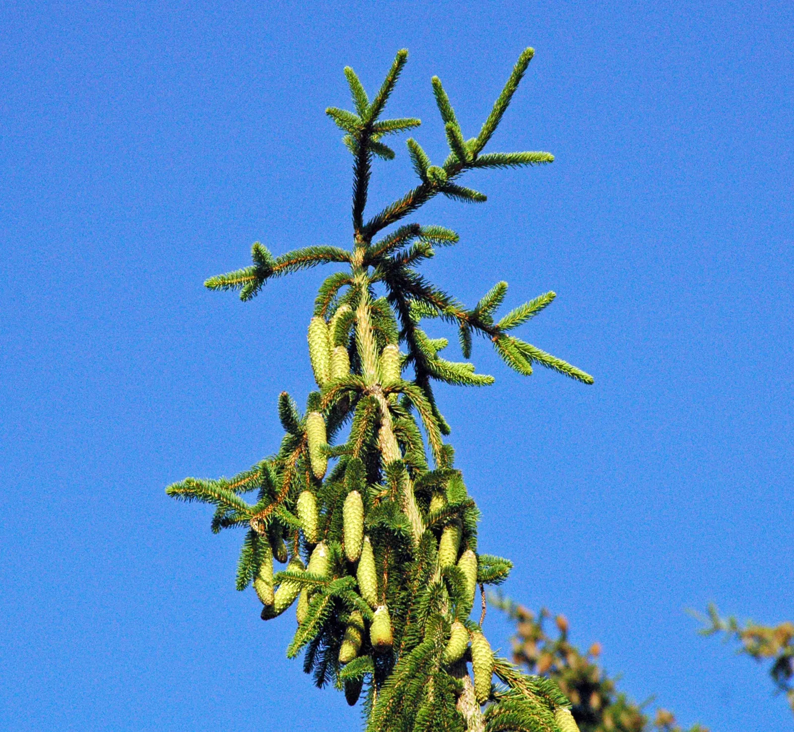 Dwarf Norway Spruce (Picea Abies 'Pumila') — where it can lend a formal elegance to patios or entryways; consider using it as a specimen plant