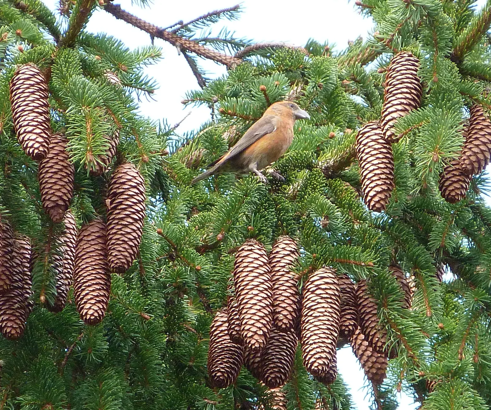Dwarf Norway Spruce (Picea Abies 'Pumila') — The needles measure about 0.5 to 1 inch in length and are arranged radially around the shoots