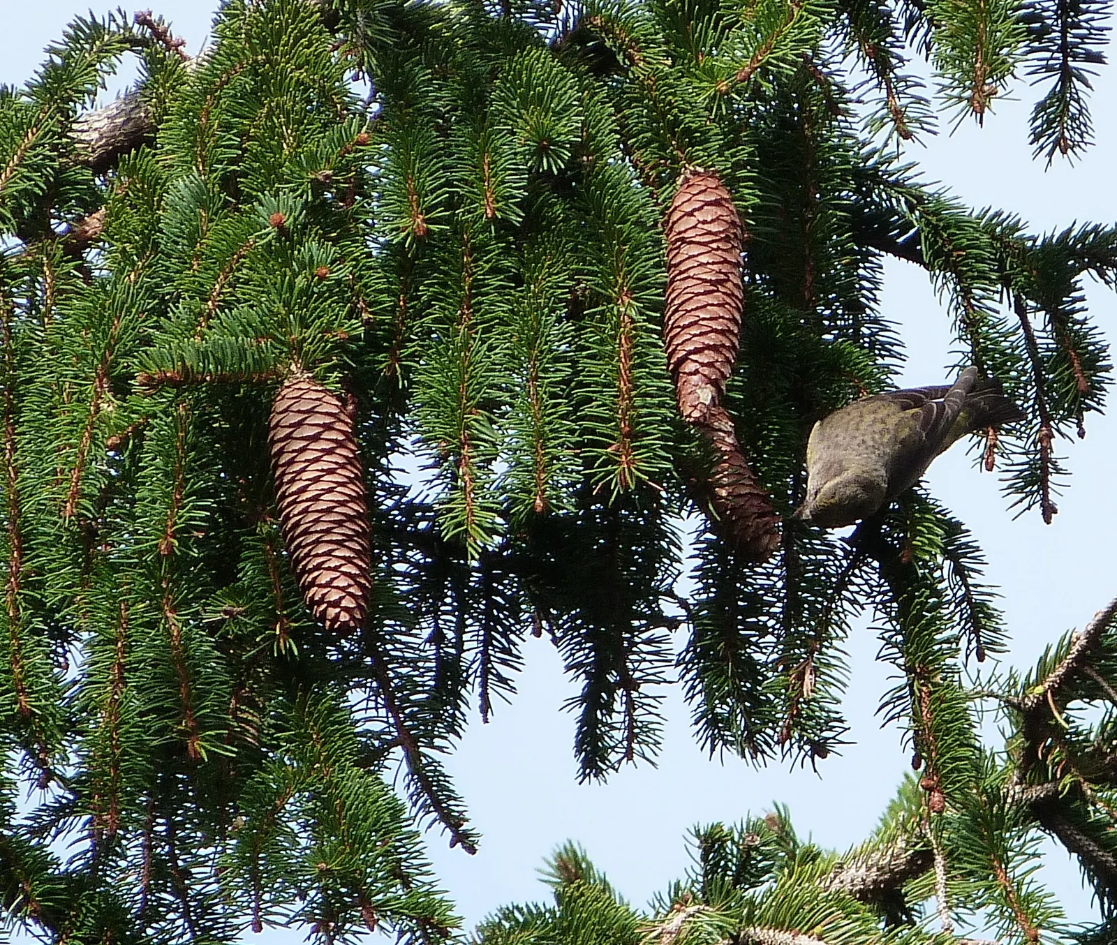 Dwarf Norway Spruce (Picea Abies 'Pumila') — to keep it thriving and to ensure your client enjoys this delightful evergreen accent for years to come