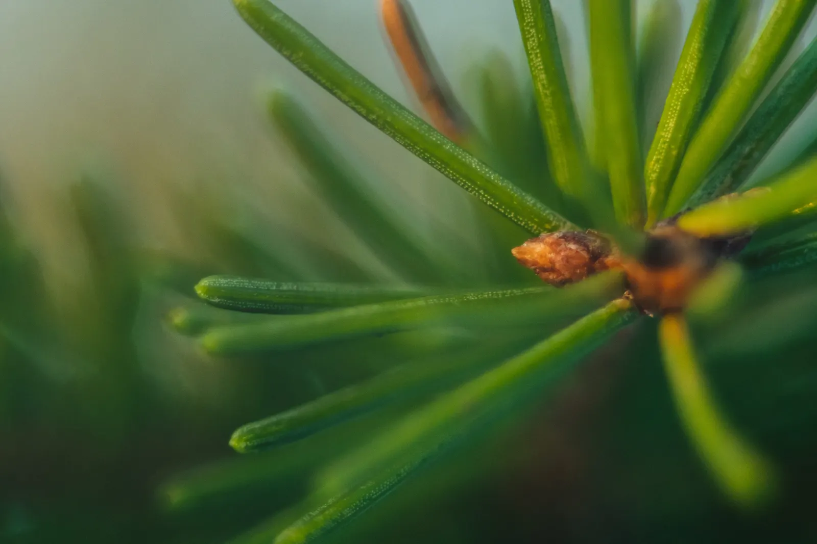 Dwarf Norway Spruce (Picea Abies 'Pumila') — conifer / shrub for full