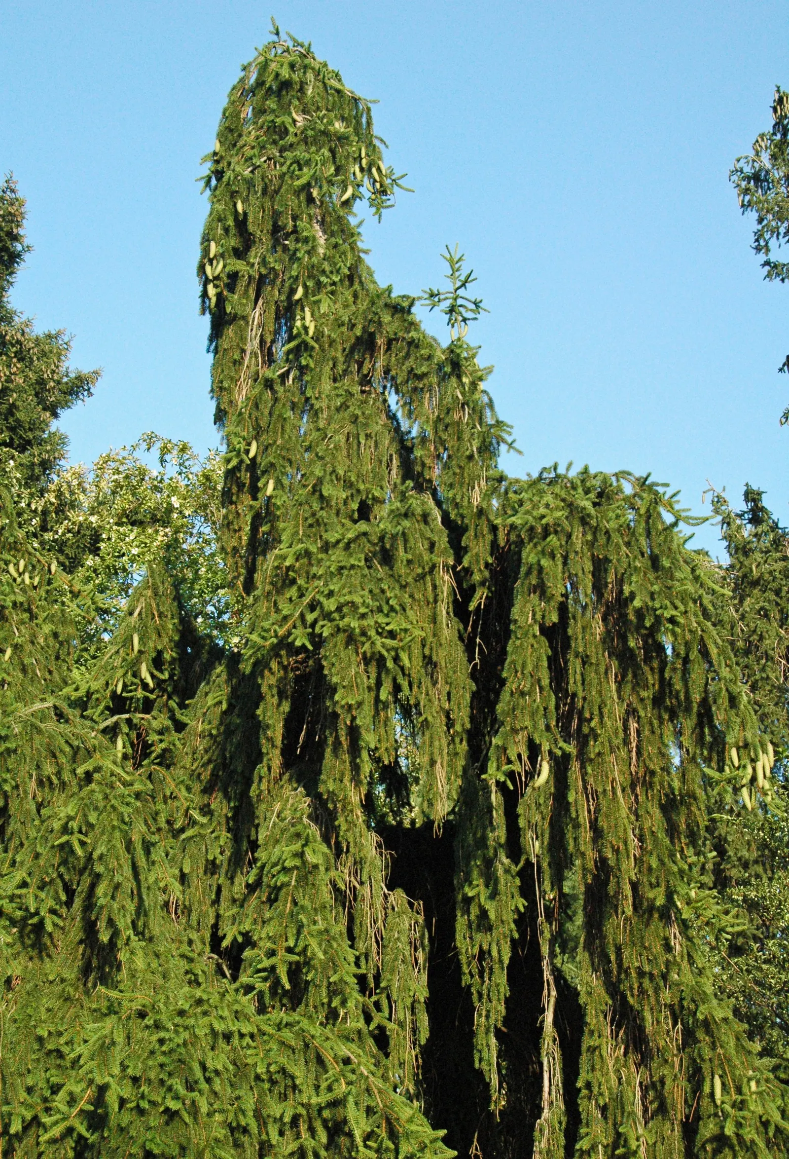 Dwarf Norway Spruce (Picea Abies 'Pumila') — Its dense foliage, composed of short, dark green needles, provides year-round interest; or as part of a conifer