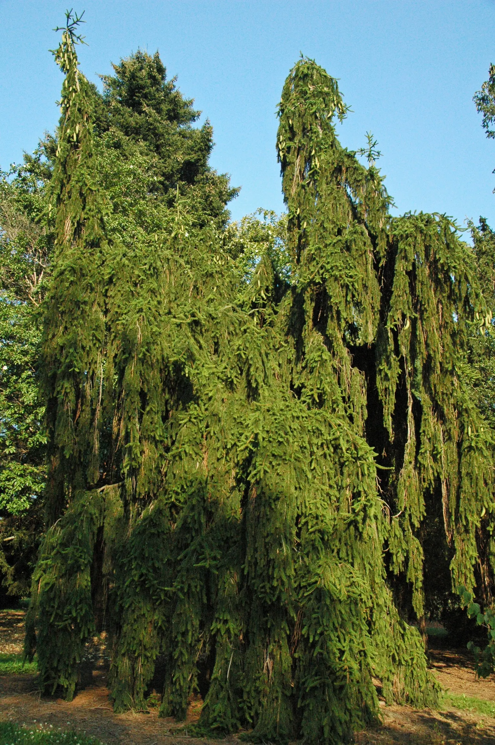 Dwarf Norway Spruce (Picea Abies 'Pumila') — Regular watering is essential; conifer / shrub for full