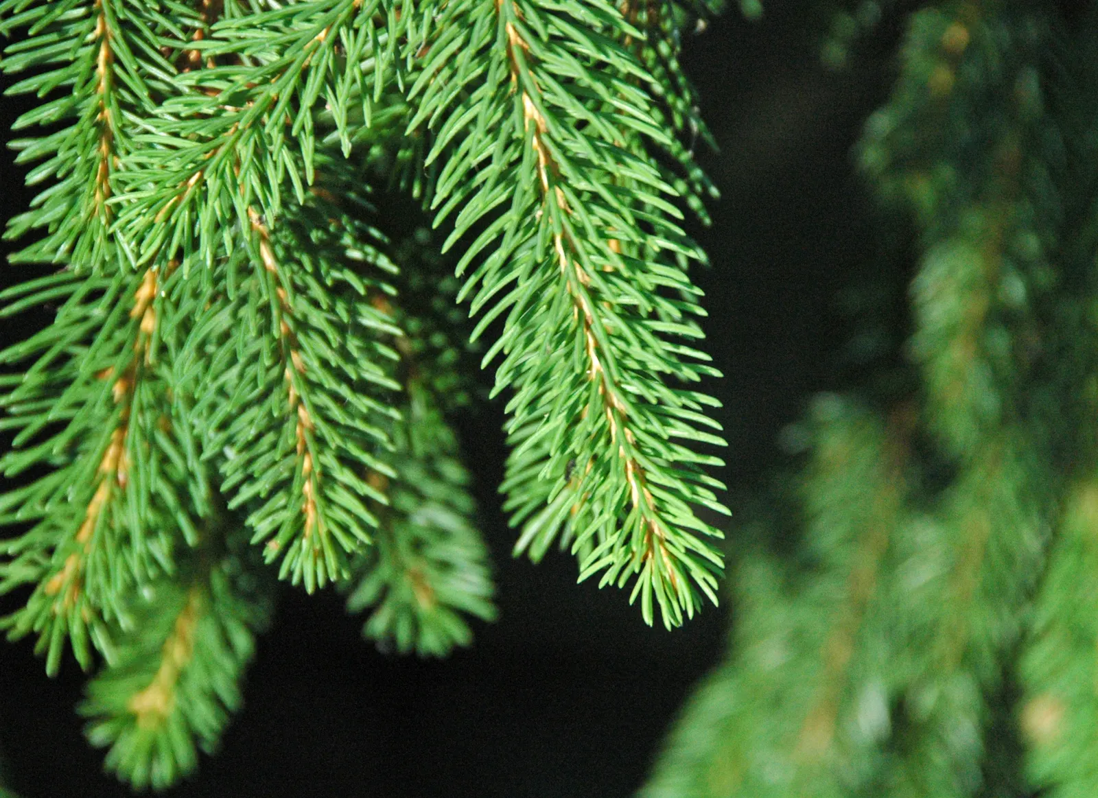 Dwarf Norway Spruce (Picea Abies 'Pumila') — scientifically named Picea abies 'Pumila'; with an average growth rate of 1 to 6 inches per year, image 54