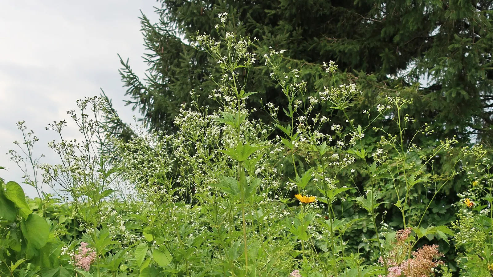 Dwarf Norway Spruce (Picea Abies 'Pumila') — Regular watering is essential