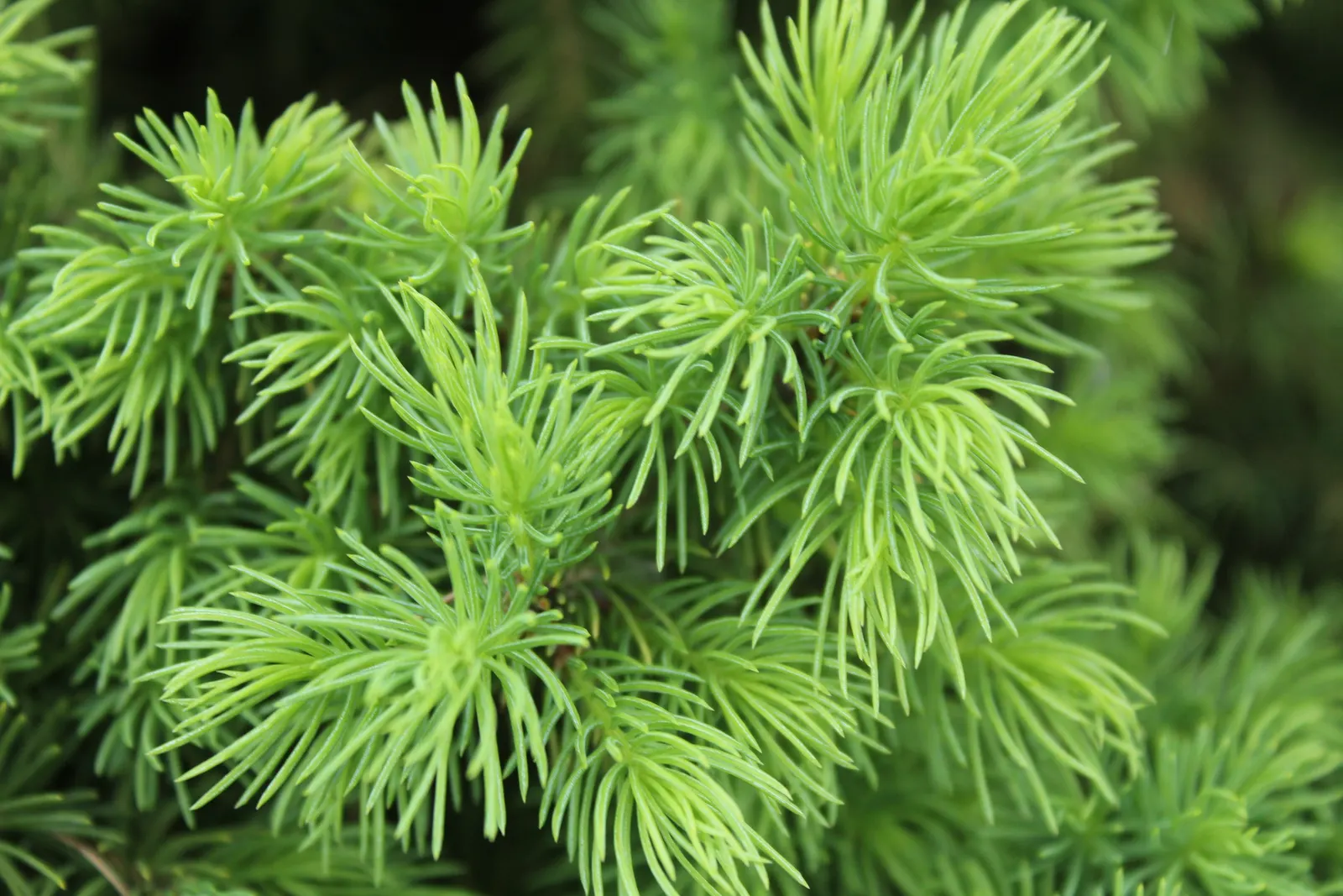 Dwarf Norway Spruce (Picea Abies 'Pumila') — The needles measure about 0.5 to 1 inch in length and are arranged radially around the shoots; its compact form