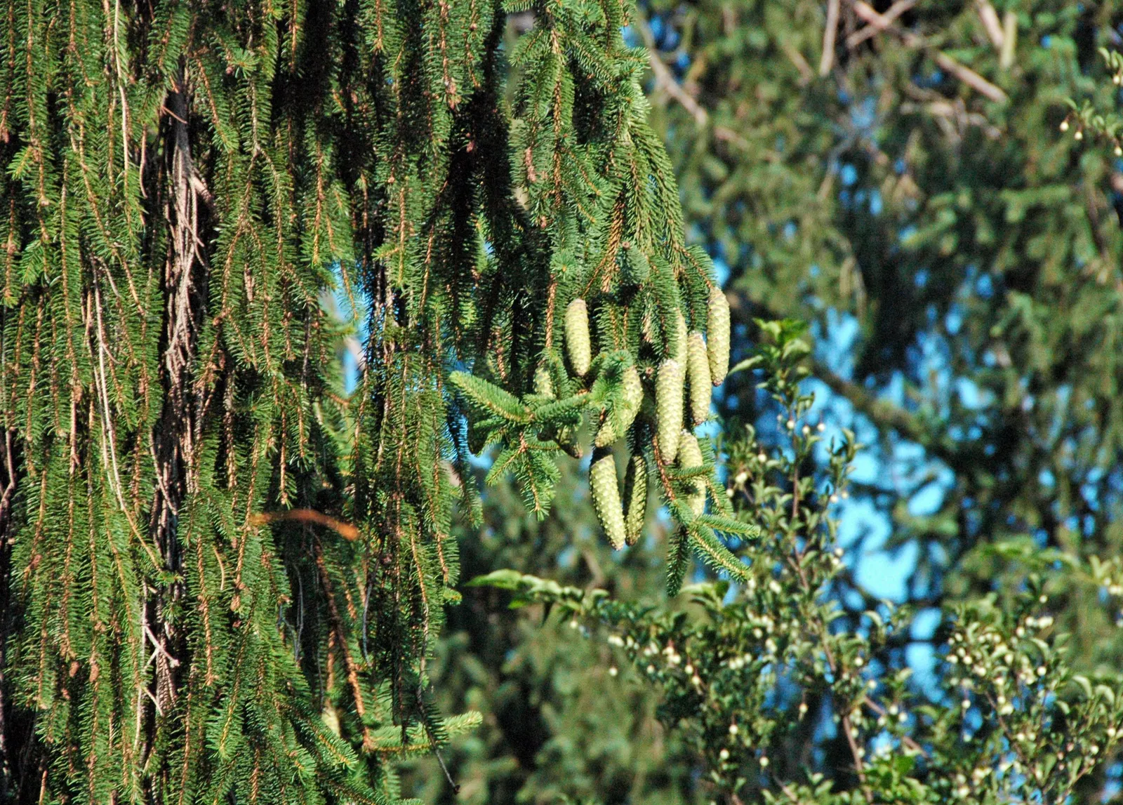 Dwarf Norway Spruce (Picea Abies 'Pumila') — providing a stately and consistent visual anchor in your landscape; this cultivar typically achieves a mature