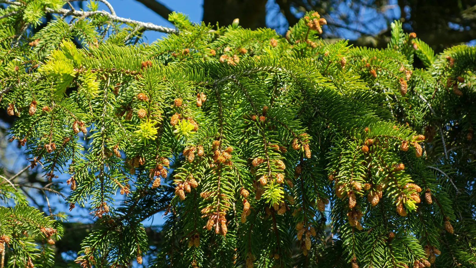 Dwarf Norway Spruce (Picea Abies 'Pumila') — dwarf conifer features rich; its adaptability also makes it suitable for containers
