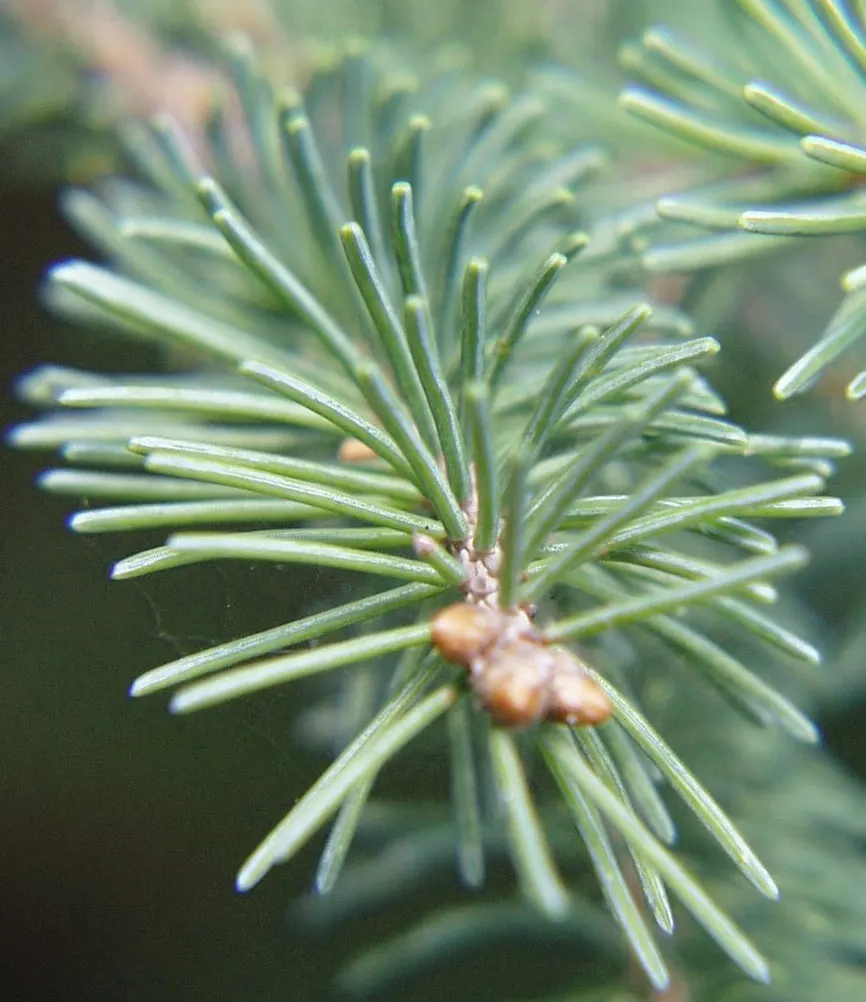 Dwarf Norway Spruce (Picea Abies 'Pumila') — conifer / shrub for full; regular watering is essential
