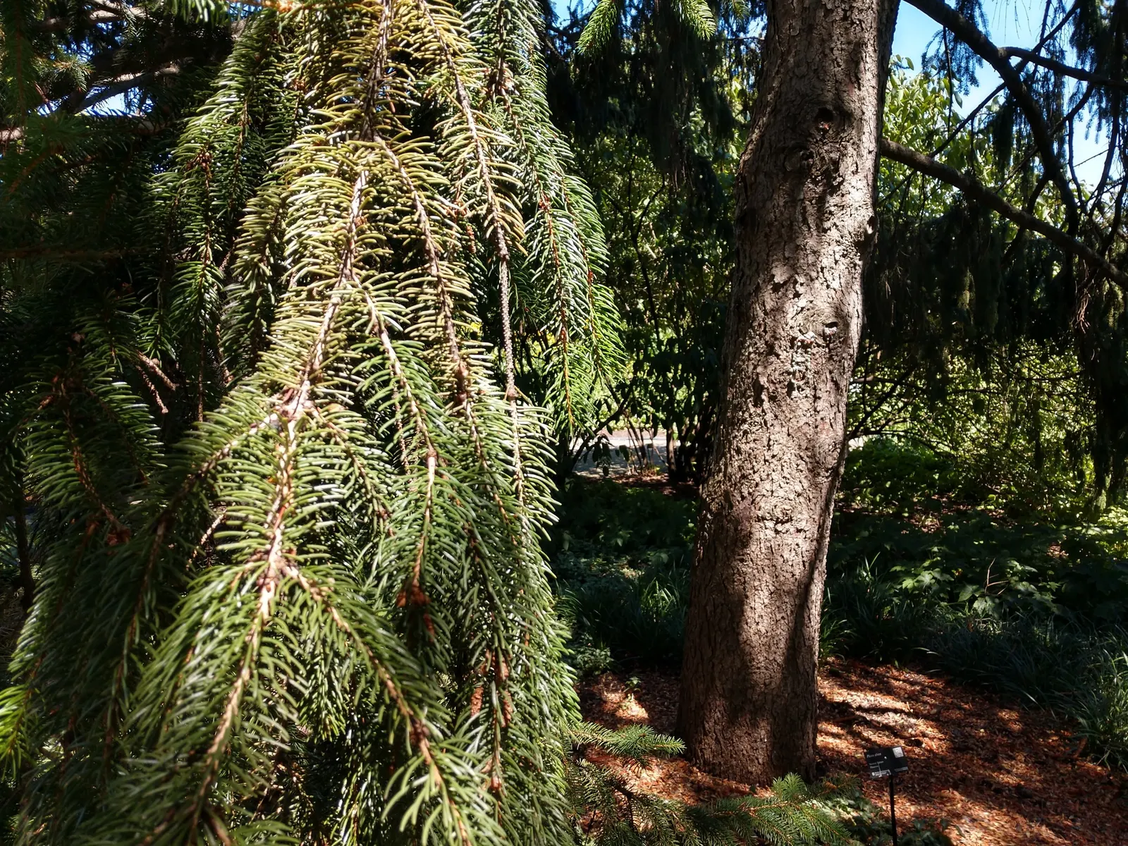 Dwarf Norway Spruce (Picea Abies 'Pumila') — offering low-maintenance appeal for both designers and homeowners; slightly flattened top that exudes hardiness