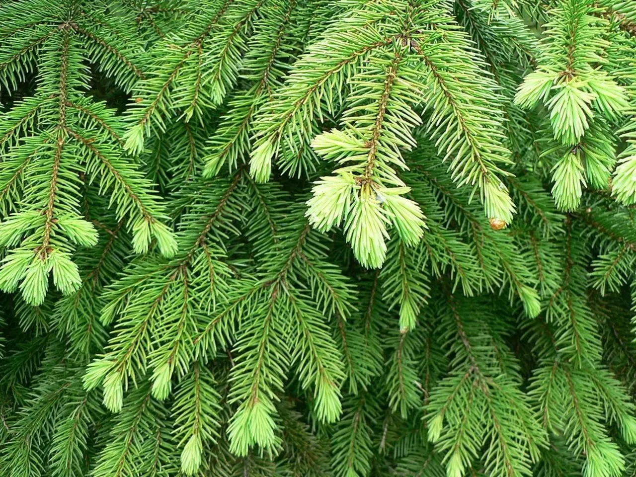 Dwarf Norway Spruce (Picea Abies 'Pumila') — This cultivar typically achieves a mature height of approximately 3-4 feet with a similar spread, image 57