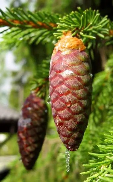 Dwarf Norway Spruce (Picea Abies 'Pumila') — Hardy in USDA zones 3 through 8, it demonstrates good resistance to cold and various environmental stresses
