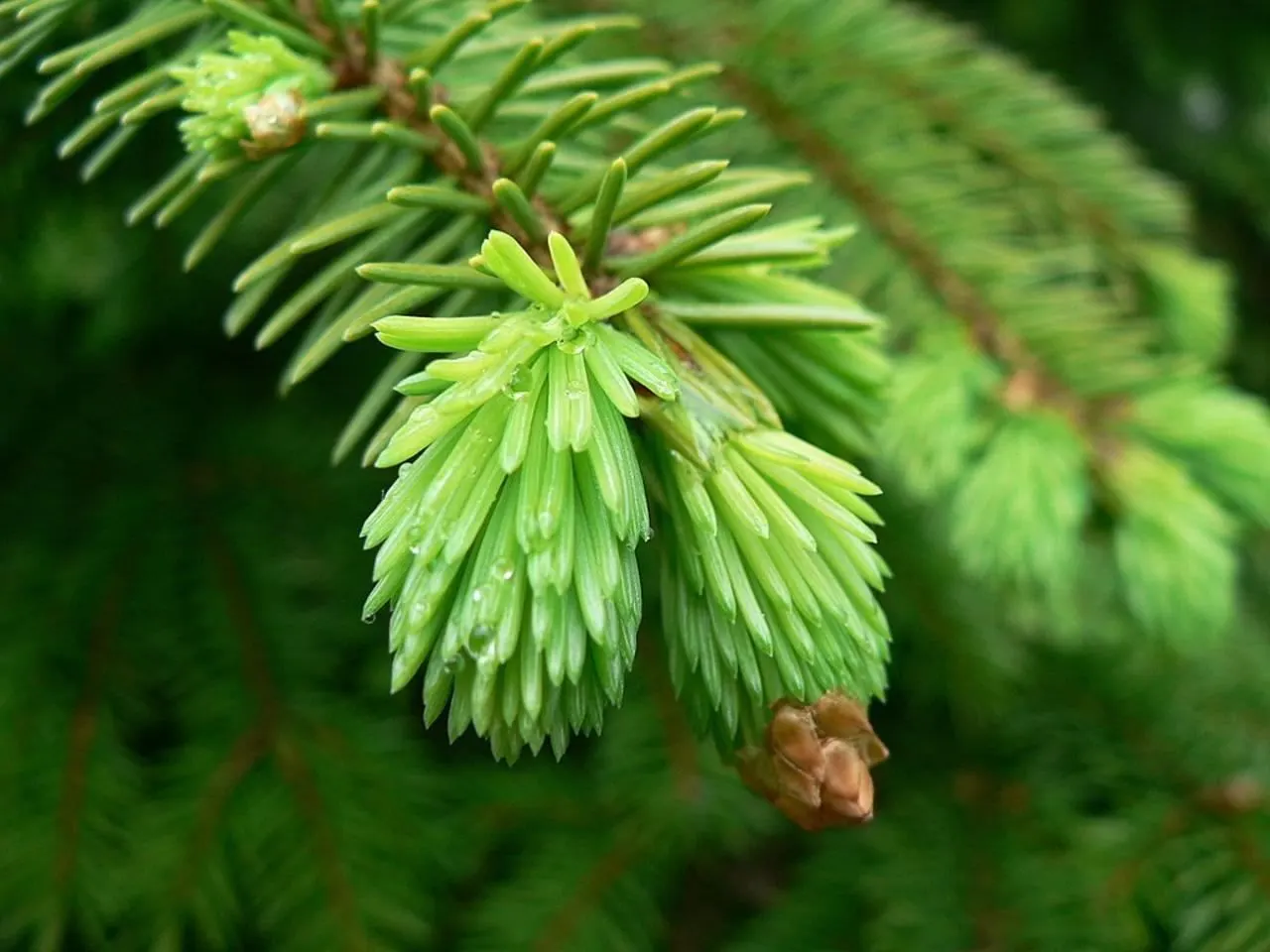 Dwarf Norway Spruce (Picea Abies 'Pumila') — where it can lend a formal elegance to patios or entryways