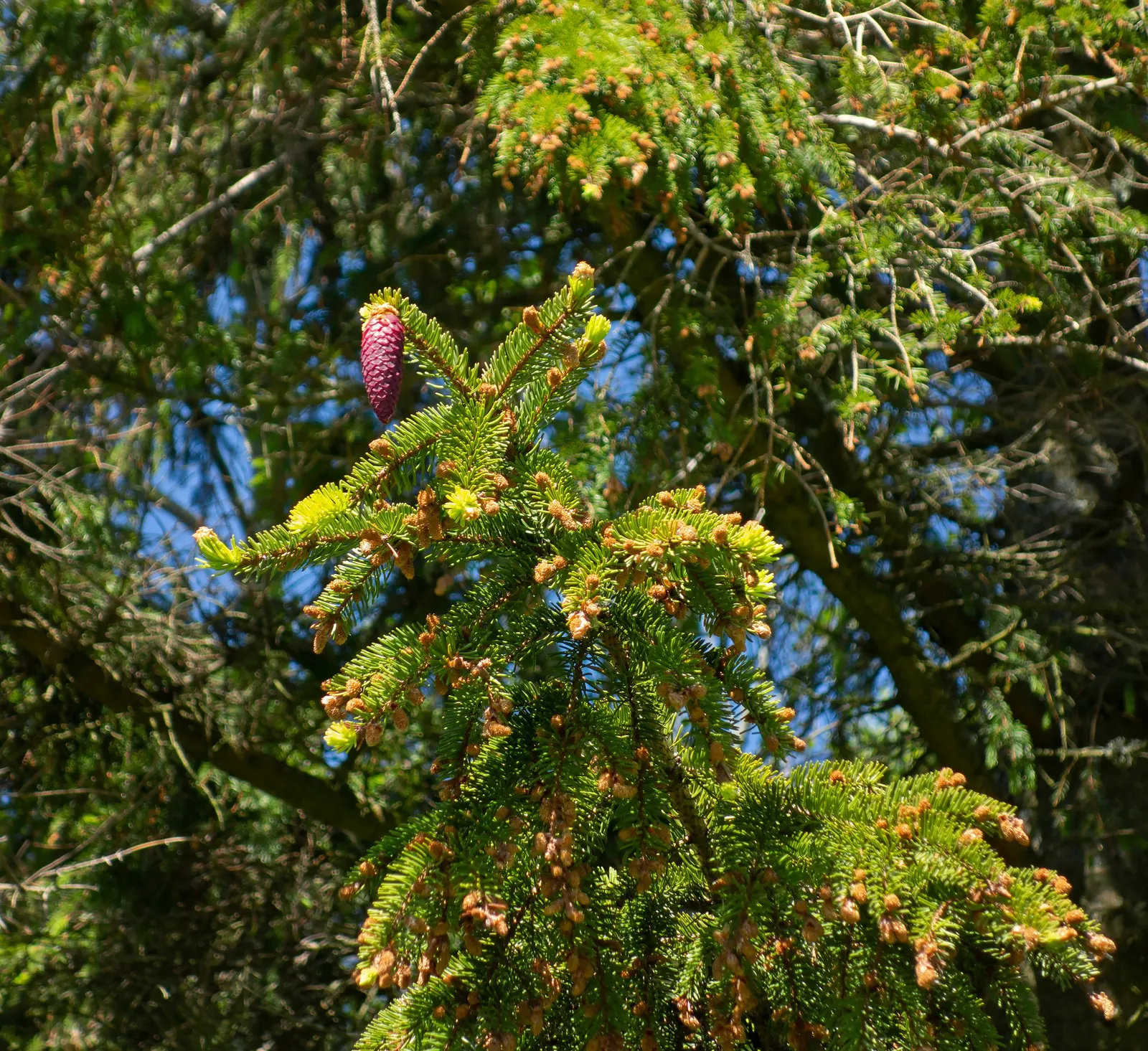 Dwarf Norway Spruce (Picea Abies 'Pumila') — This cultivar typically achieves a mature height of approximately 3-4 feet with a similar spread; providing a