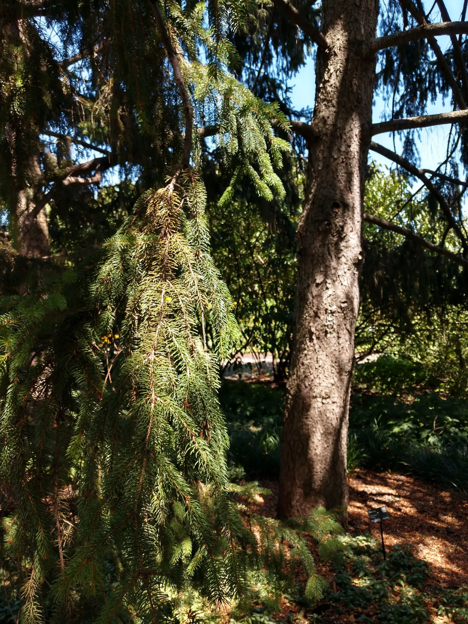 Dwarf Norway Spruce (Picea Abies 'Pumila') — Hardy in USDA zones 3 through 8, it demonstrates good resistance to cold and various environmental stresses; to