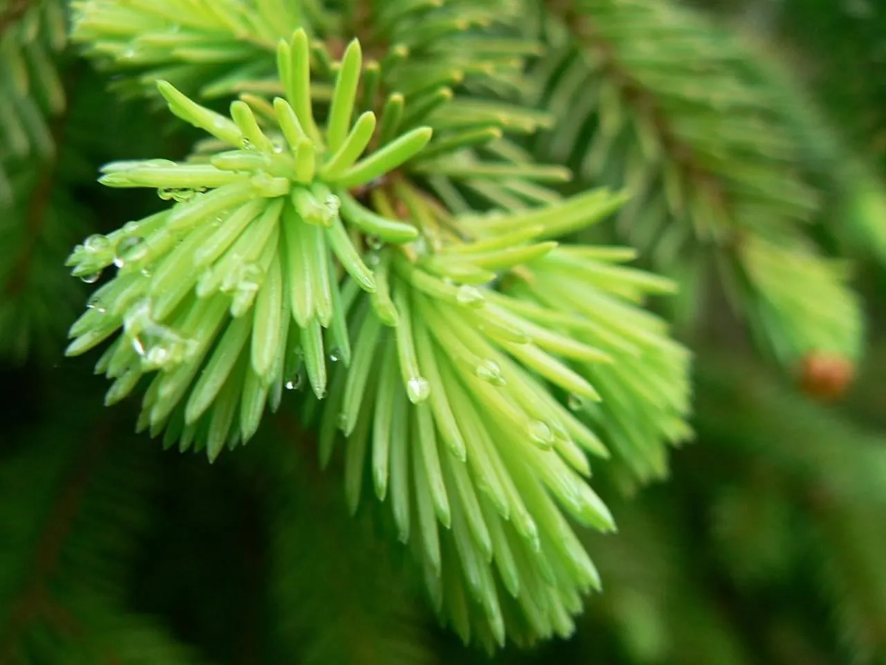 Dwarf Norway Spruce (Picea Abies 'Pumila') — is a compact evergreen conifer with a symmetrical; it requires full sun and well-drained soil, image 49