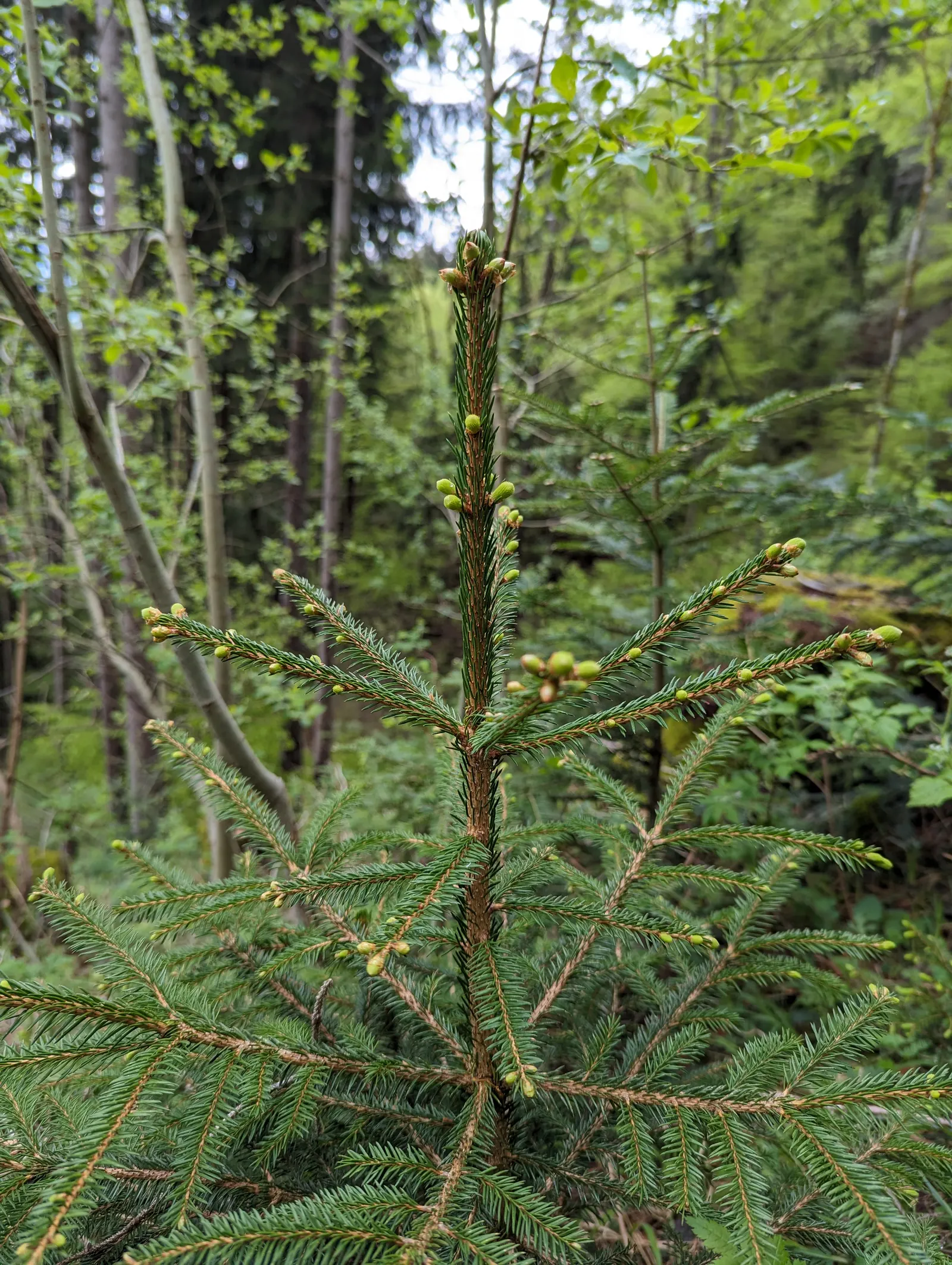 Dwarf Norway Spruce (Picea Abies 'Pumila') — slow-growing evergreen with a rounded