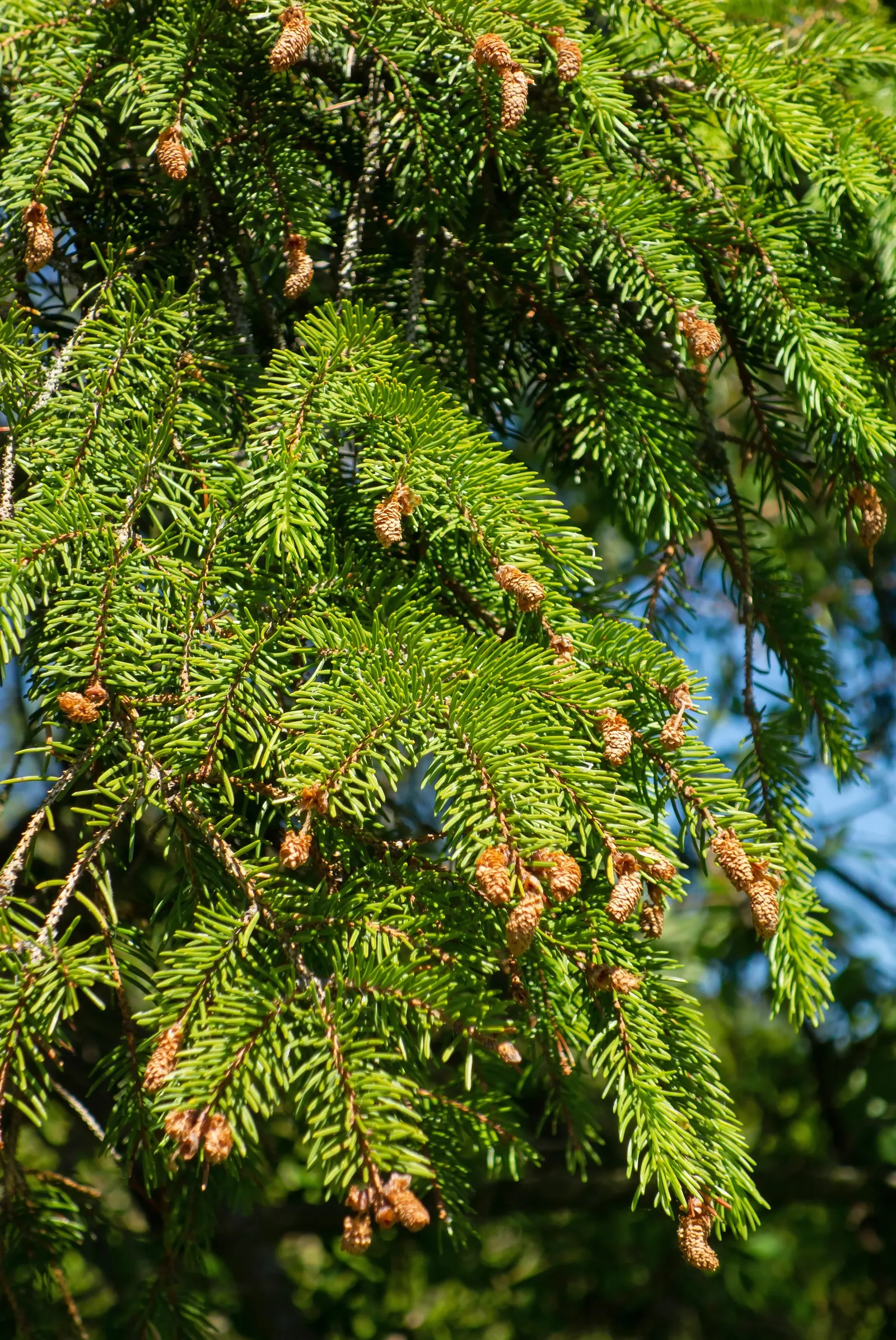 Dwarf Norway Spruce (Picea Abies 'Pumila') — Its dense foliage, composed of short, dark green needles, provides year-round interest