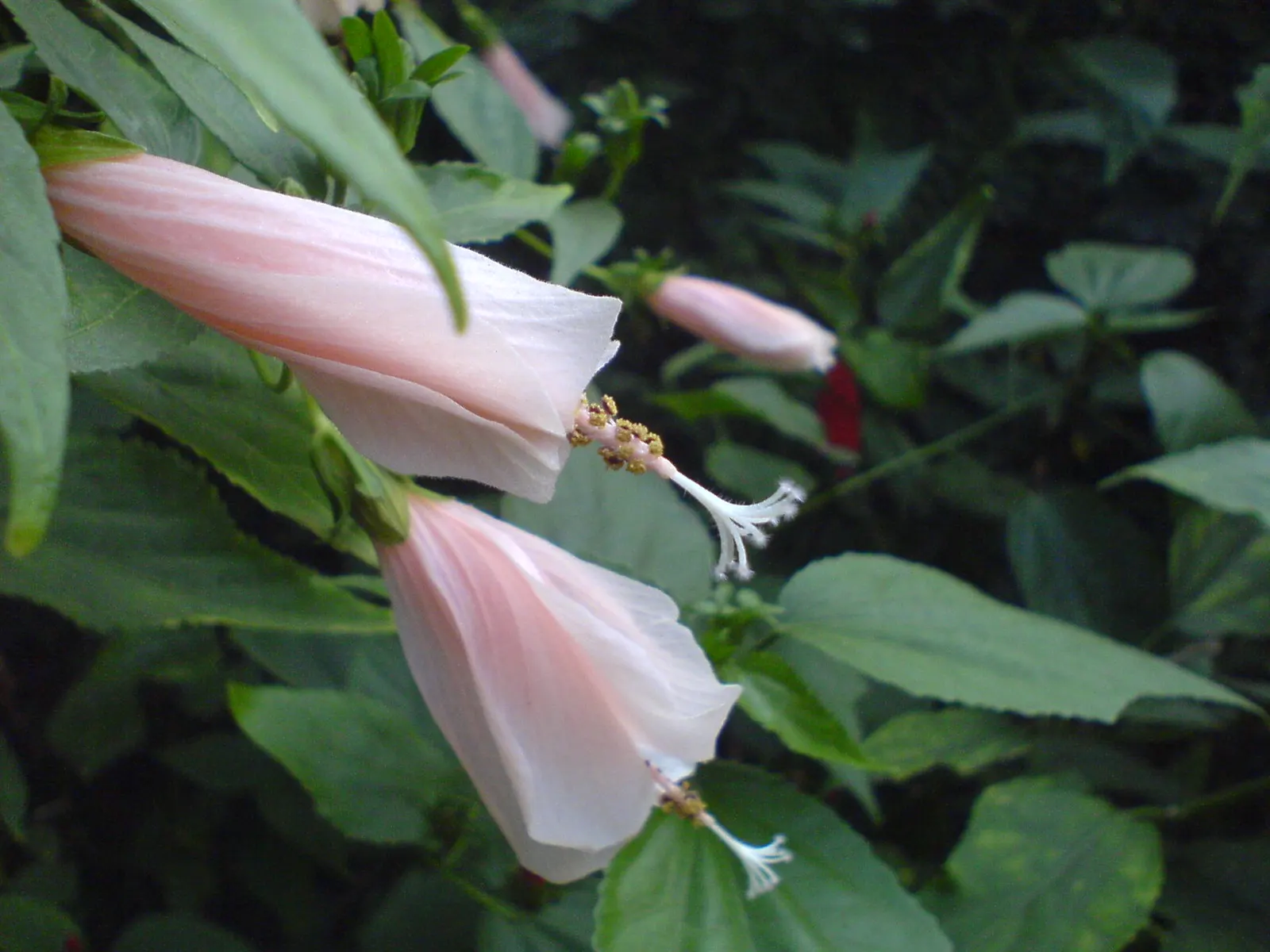 Rosea Tree Mallow (Lavatera Thuringiaca 'Rosea') — The Rosea Tree Mallow (Lavatera thuringiaca 'Rosea') is an ornamental shrub