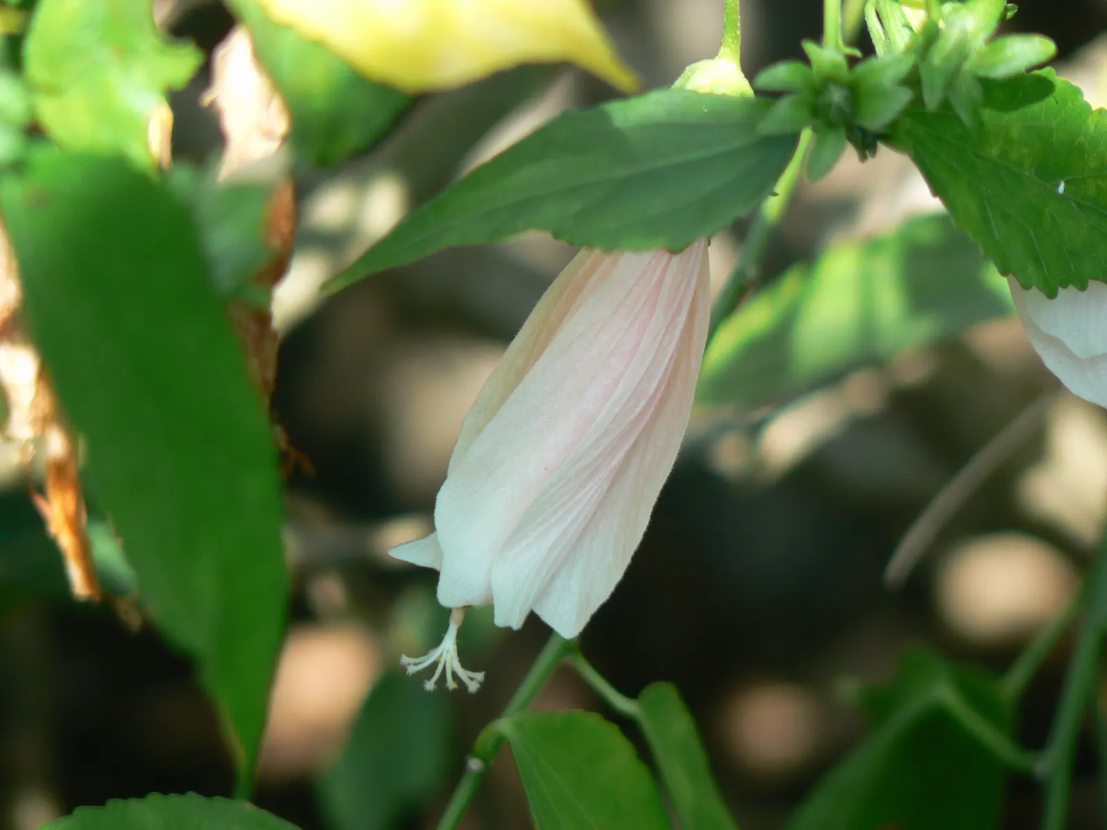 Rosea Tree Mallow (Lavatera Thuringiaca 'Rosea') — hibiscus-like blooms from midsummer to early fall