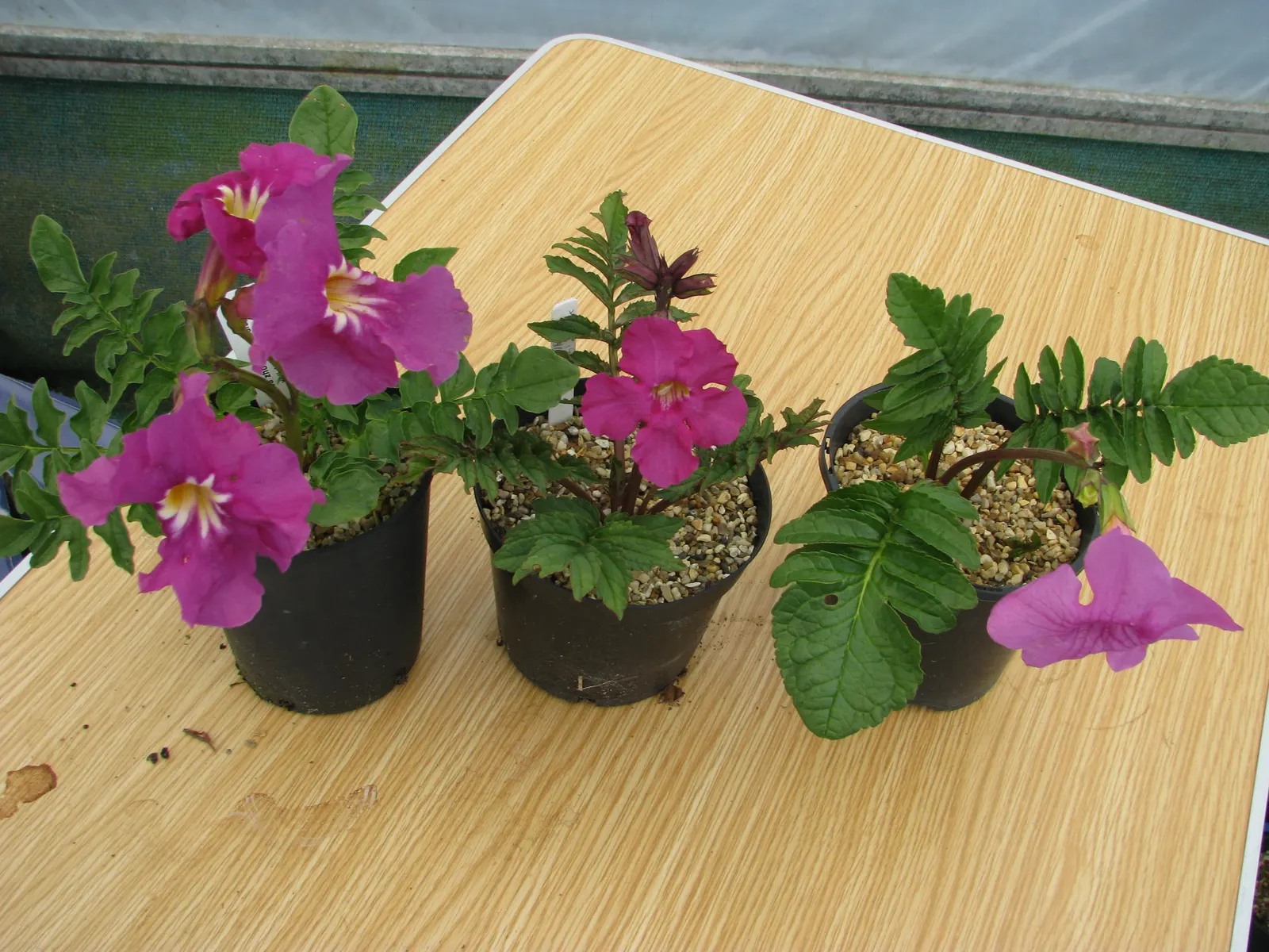 Hardy Gloxinia (Incarvillea Delavayi) — this plant heralds from the mountainous terrains of China; resemble those of traditional gloxinias