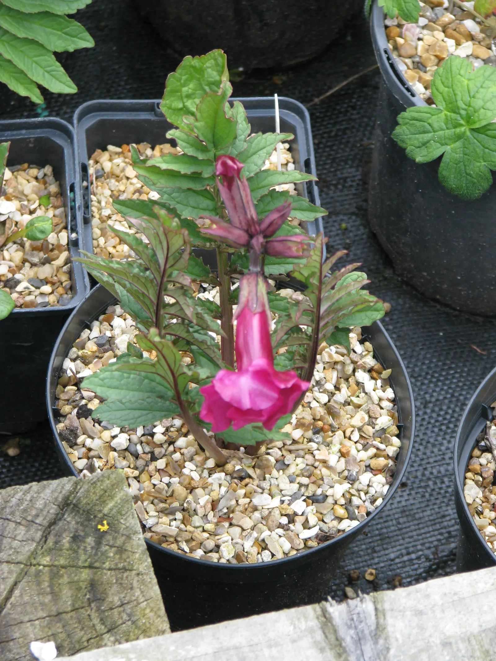 Hardy Gloxinia (Incarvillea Delavayi) — plant Hardy Gloxinia in a site that gets full sun to partial shade; hardy Gloxinia is splendid for border fronts, rock
