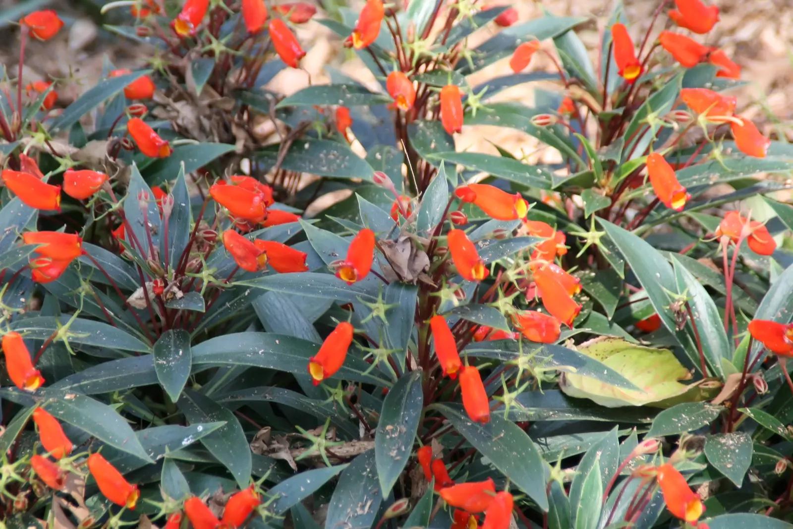 Hardy Gloxinia (Incarvillea Delavayi) — in a vibrant pink hue with a throbbing yellow throat