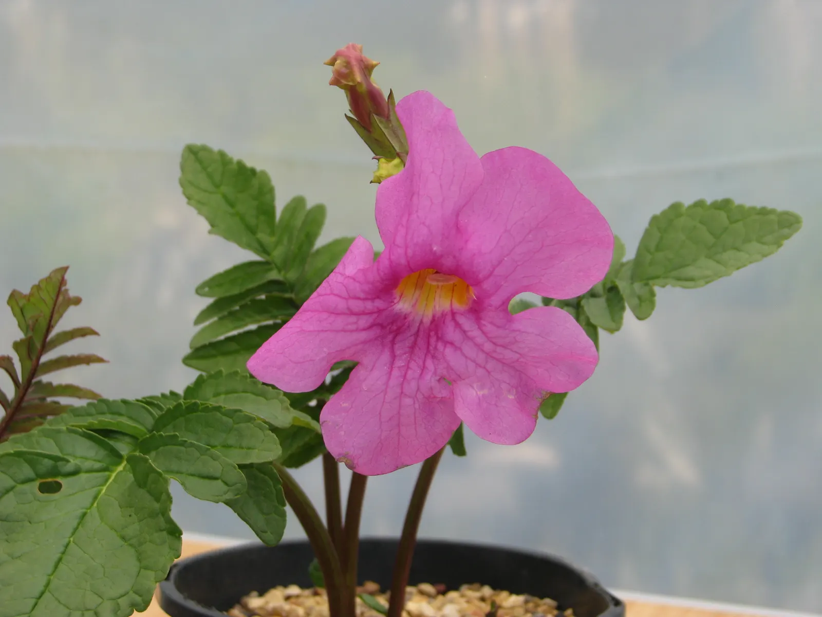 Hardy Gloxinia (Incarvillea Delavayi) — nestled within fern-like foliage