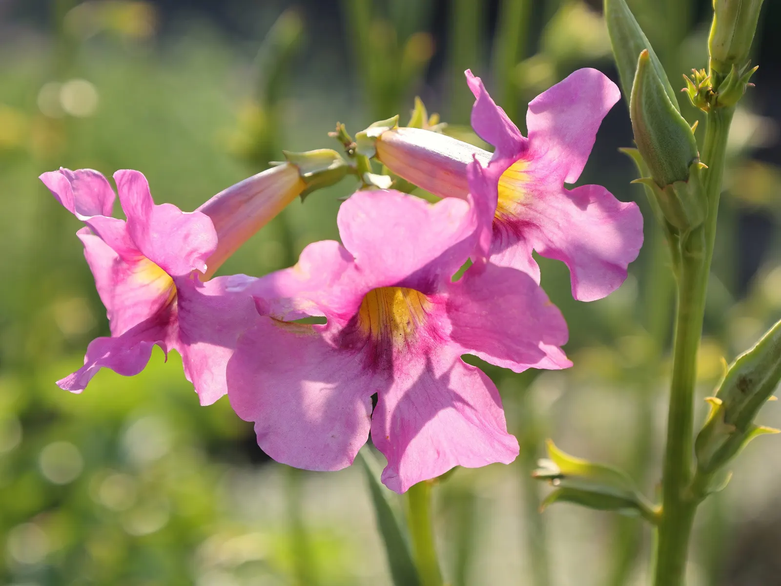 Hardy Gloxinia (Incarvillea Delavayi) — flourishing in USDA zones 5 through 8