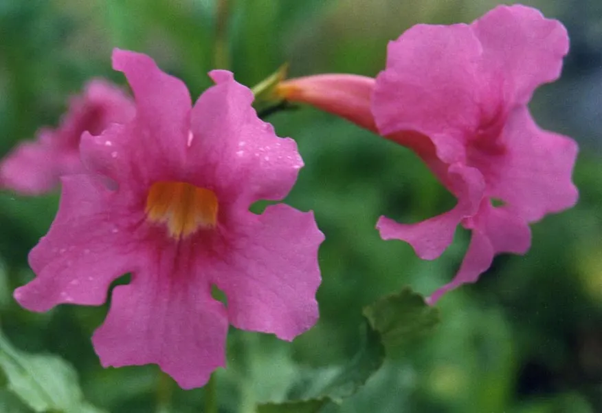 Hardy Gloxinia (Incarvillea Delavayi) — in a vibrant pink hue with a throbbing yellow throat; it boasts trumpet-shaped pink blooms atop 18-24 inch stems