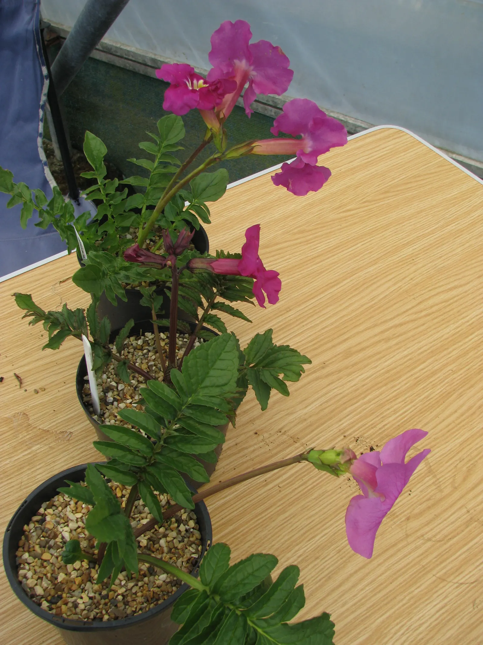 Hardy Gloxinia (Incarvillea Delavayi) — Hardy Gloxinia forms a clump of deeply cut; bringing about a spectacular display for several weeks.<br><br>For optimal