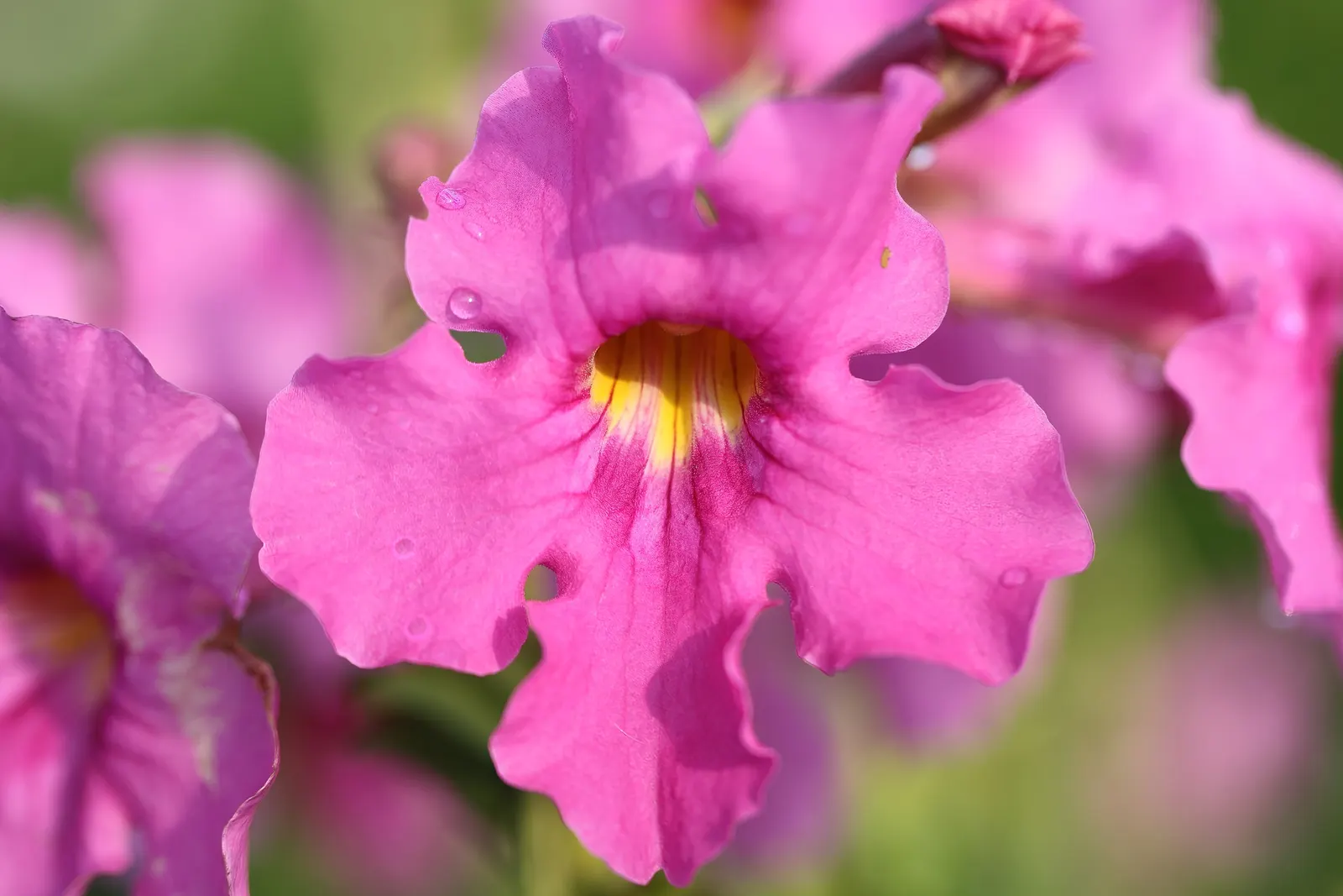 Hardy Gloxinia (Incarvillea Delavayi) — plant Hardy Gloxinia in a site that gets full sun to partial shade