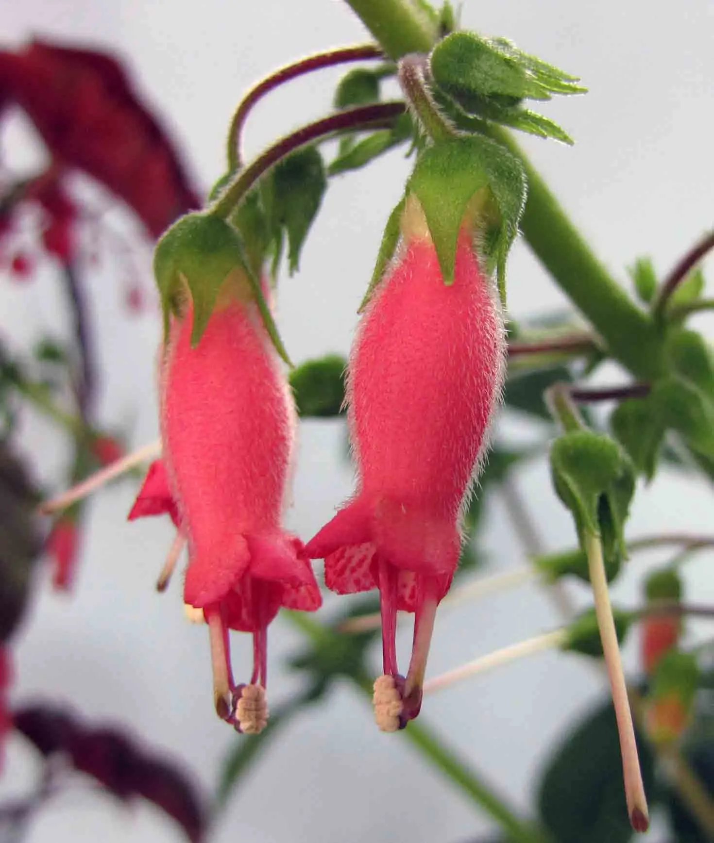 Hardy Gloxinia (Incarvillea Delavayi) — pink flowers in the garden