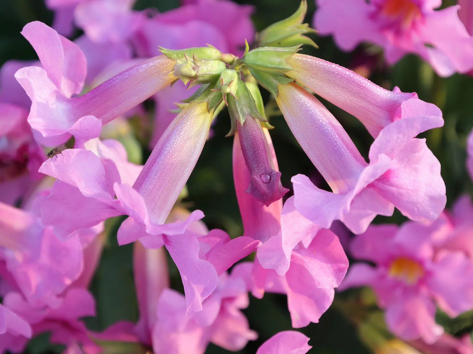 Hardy Gloxinia (Incarvillea Delavayi) — perennial for full or half