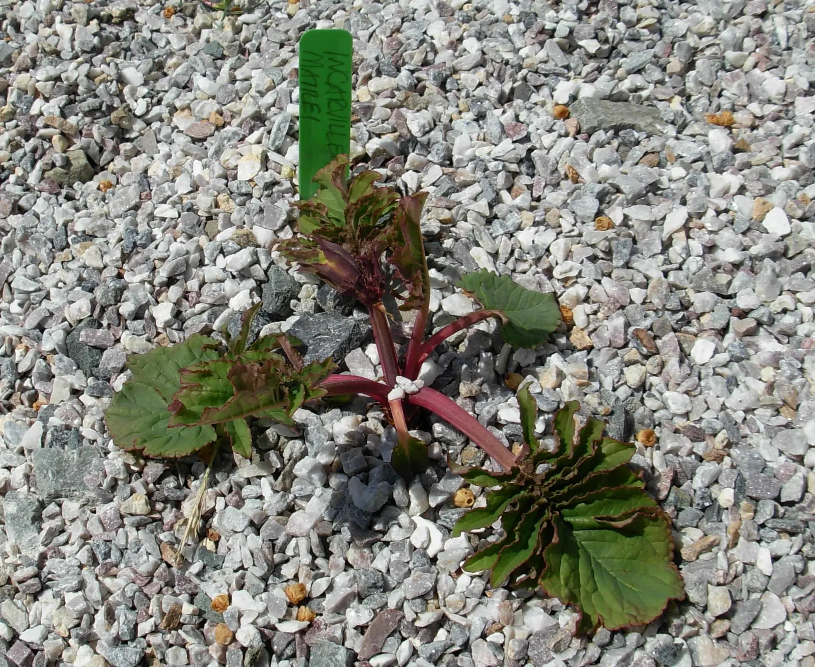 Hardy Gloxinia (Incarvillea Delavayi) — this plant heralds from the mountainous terrains of China