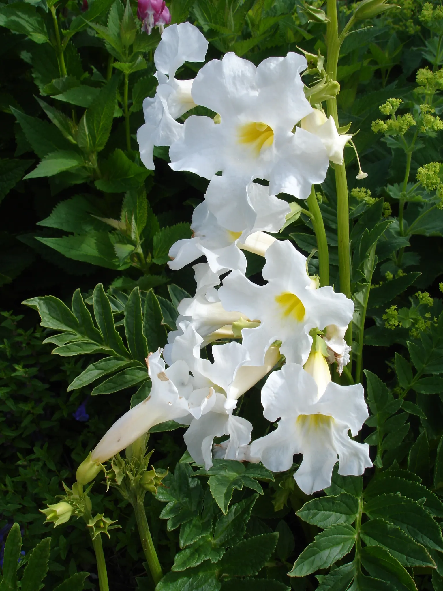 Hardy Gloxinia (Incarvillea Delavayi) — resemble those of traditional gloxinias; this plant heralds from the mountainous terrains of China