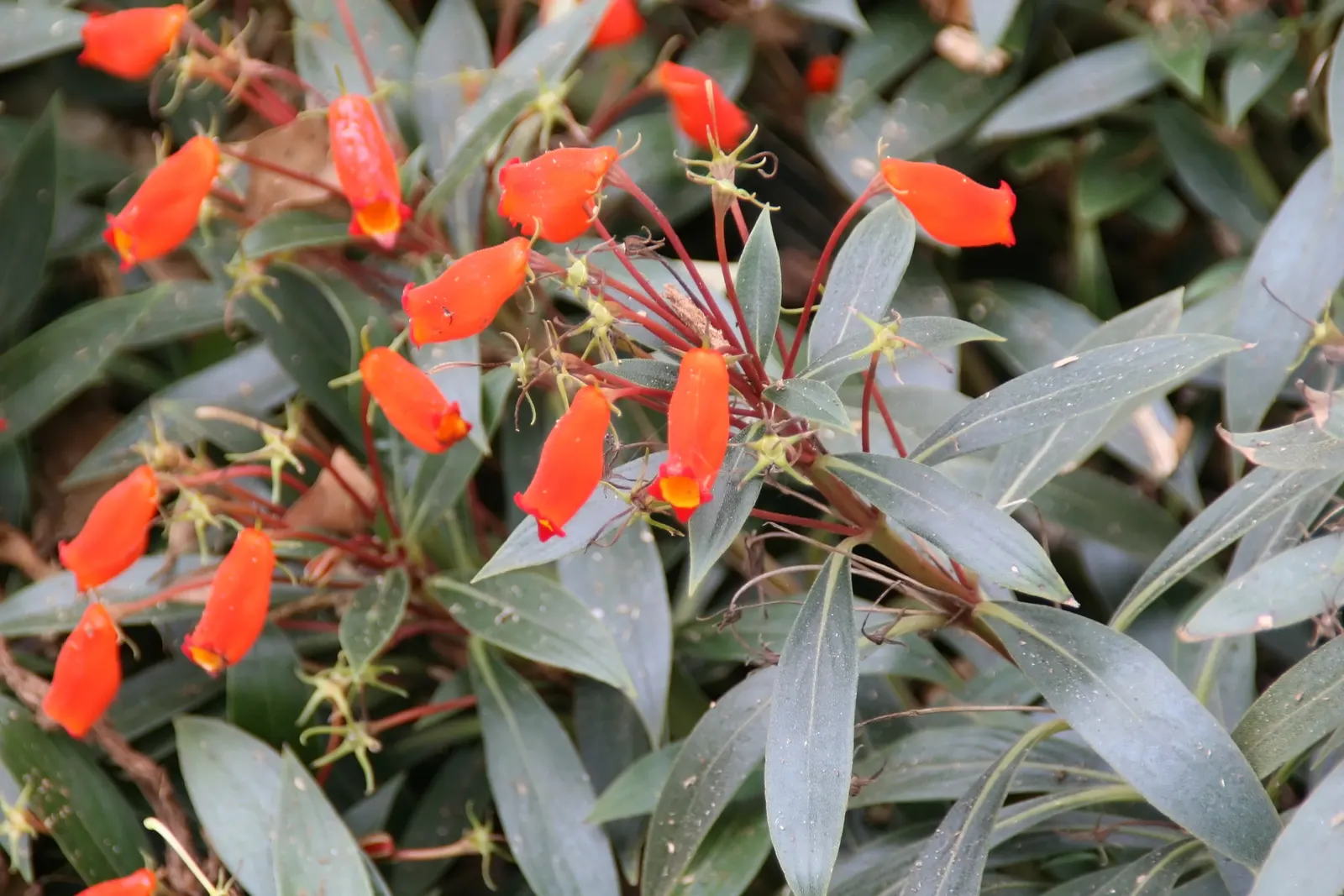 Hardy Gloxinia (Incarvillea Delavayi) — green foliage which serves as a lush backdrop for the blossoms