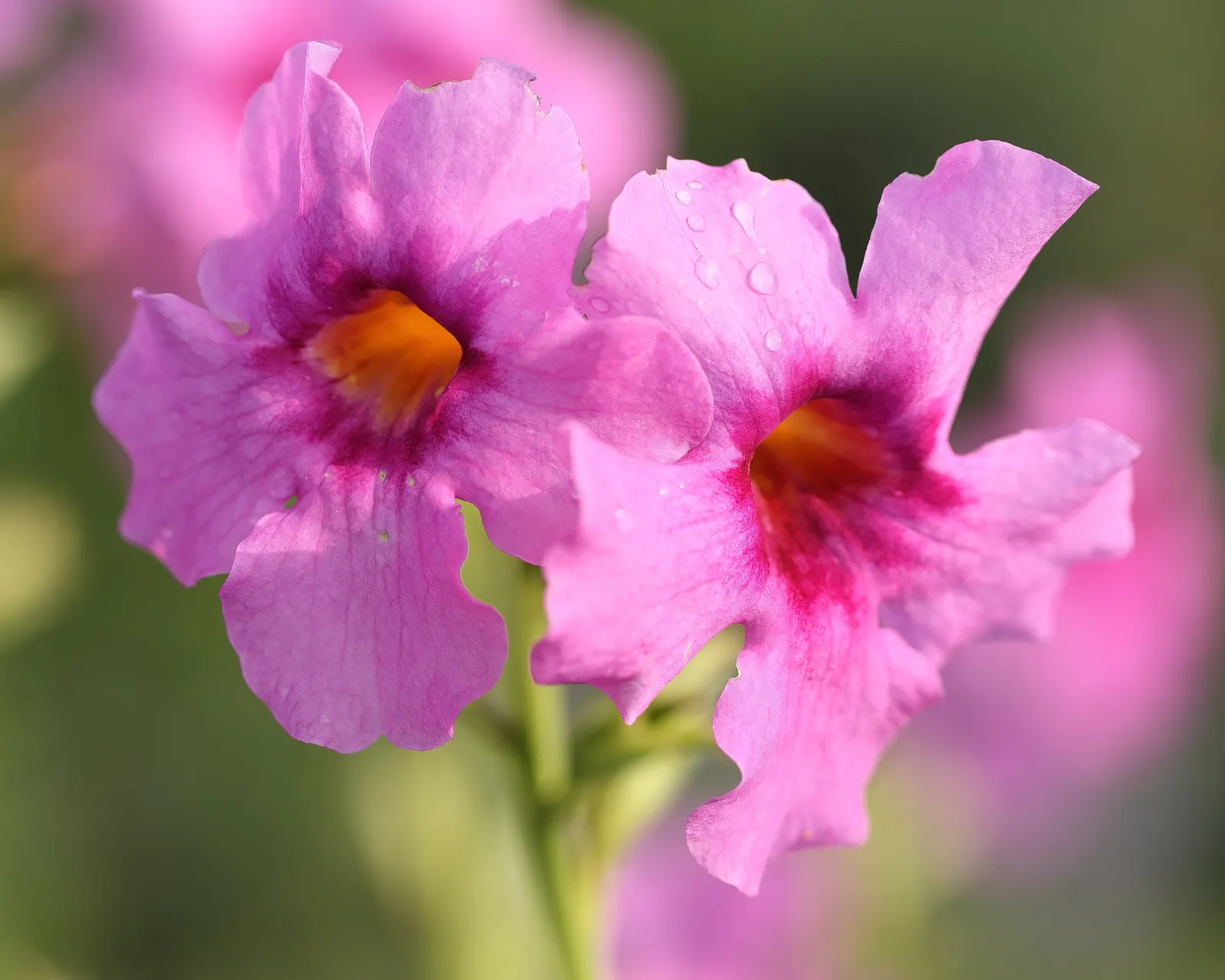 Hardy Gloxinia (Incarvillea Delavayi) — Esteemed for its trumpet-shaped blooms; this perennial excels in well-drained soil, offering a burst of color in late
