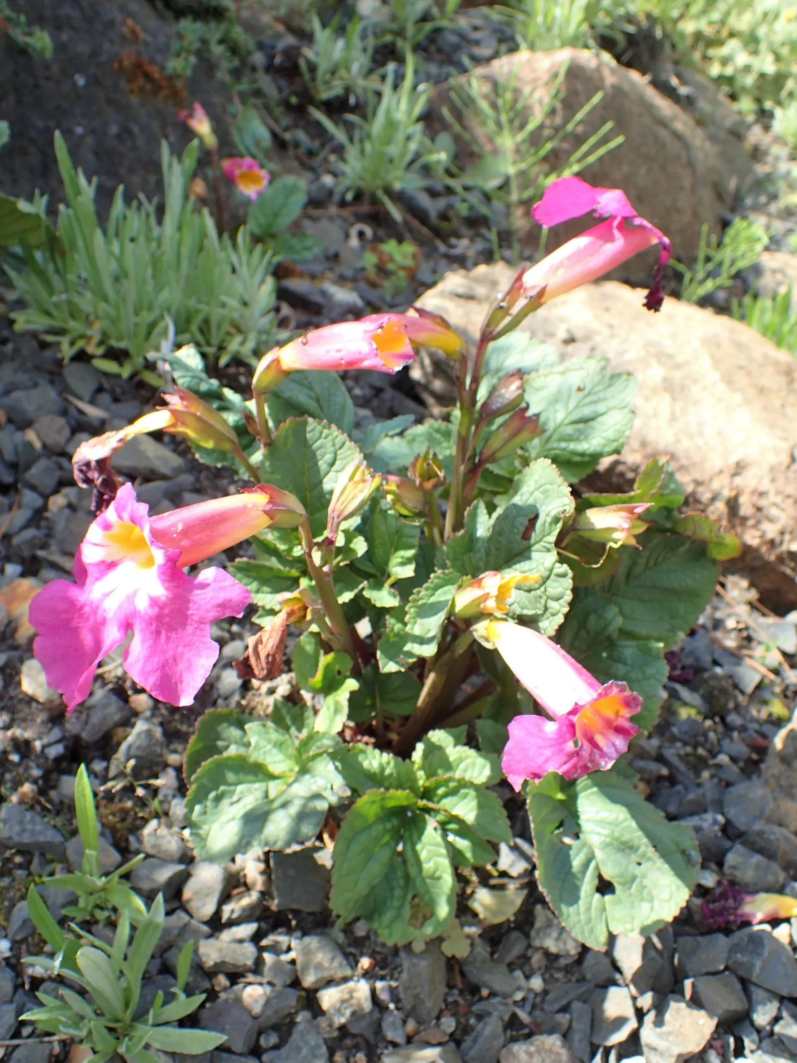 Hardy Gloxinia (Incarvillea Delavayi) — pink flowers in the garden; flourishing in USDA zones 5 through 8