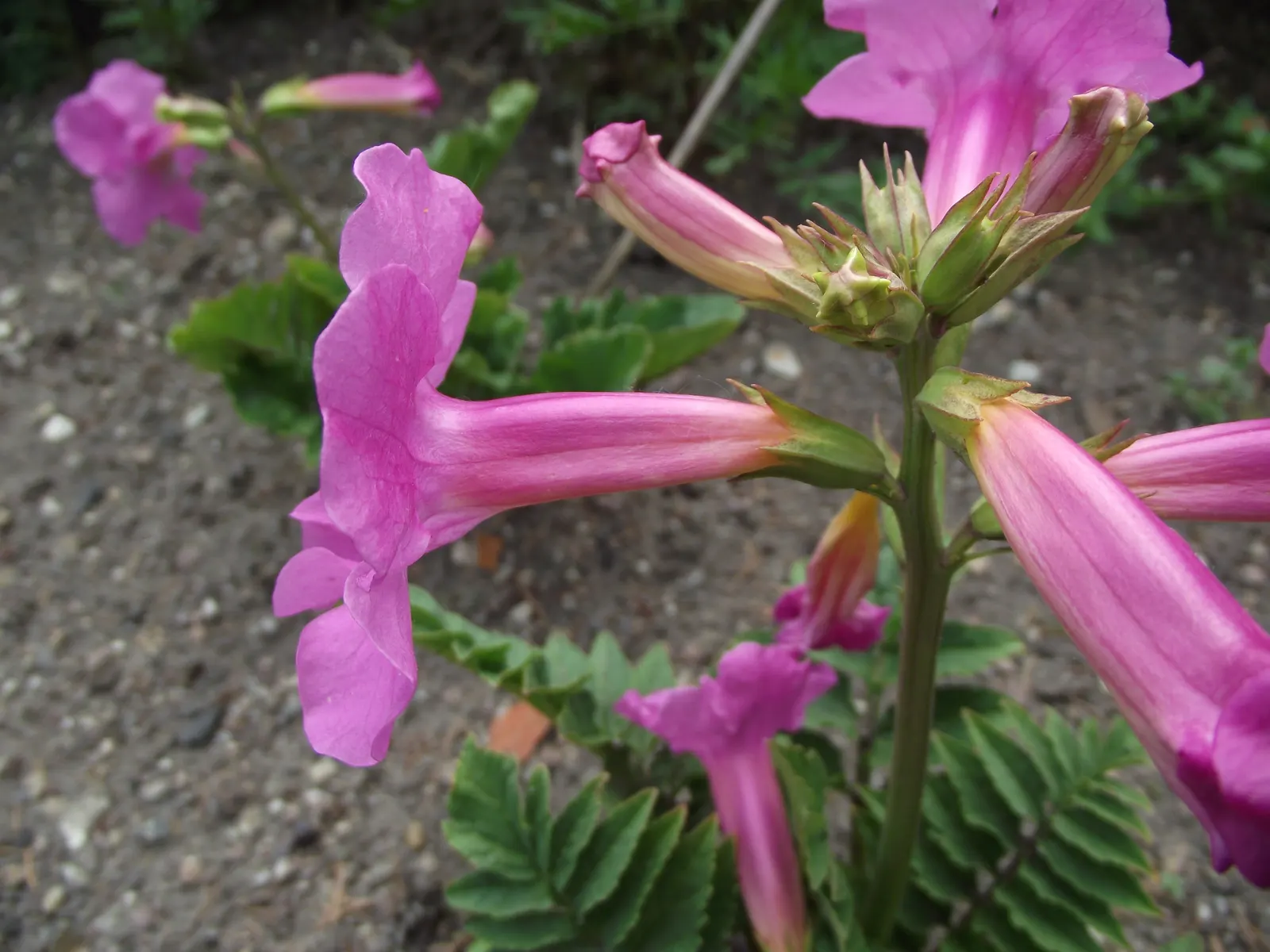 Hardy Gloxinia (Incarvillea Delavayi) — spanning 12-18 inches in width