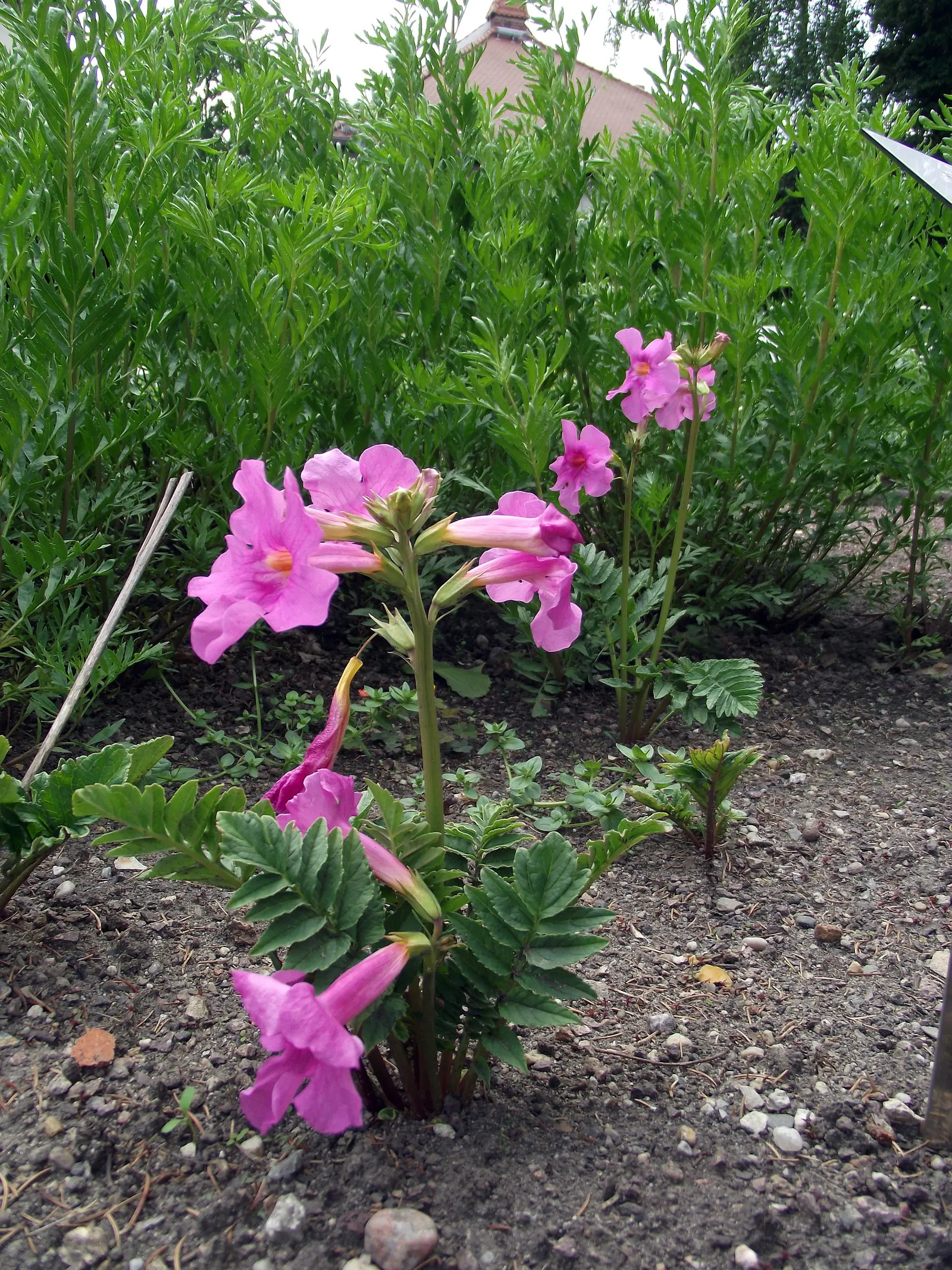 Hardy Gloxinia (Incarvillea Delavayi) — Hardy Gloxinia is splendid for border fronts, rock gardens, or as an eye-catching mass planting; plant Hardy Gloxinia