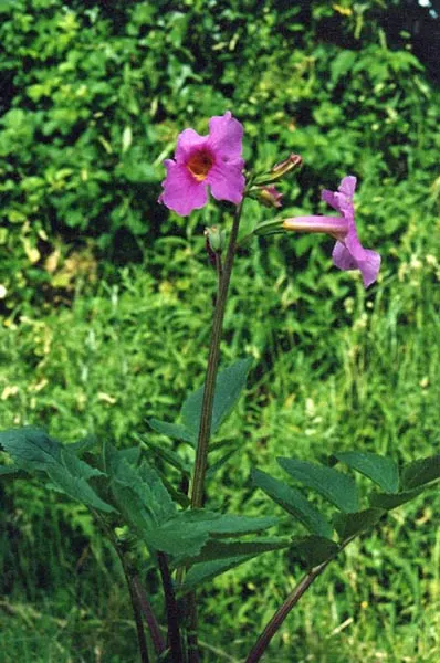 Hardy Gloxinia (Incarvillea Delavayi) — situating it amidst other perennials that will continue the color showcase once it completes its cycle; proving both