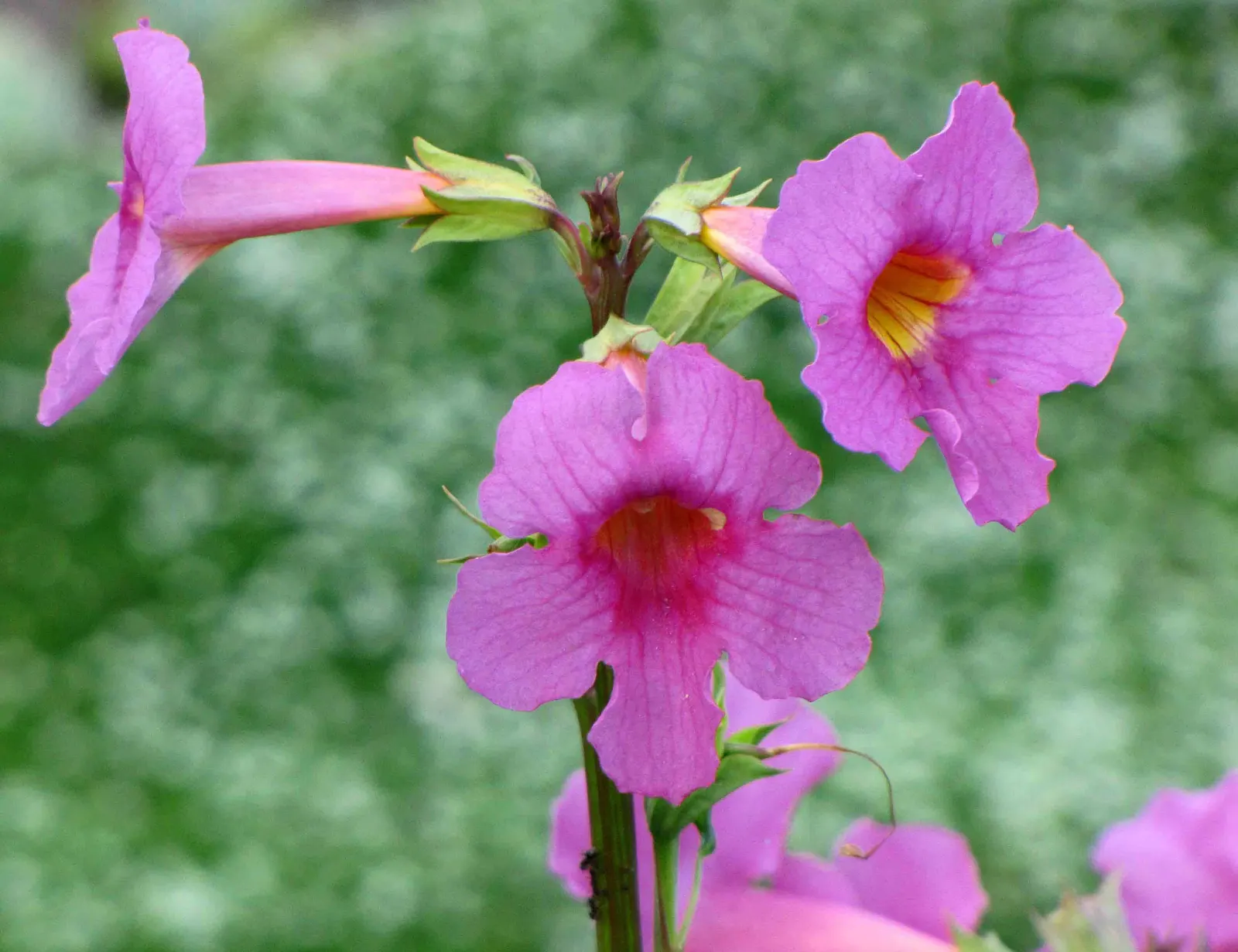 Hardy Gloxinia (Incarvillea Delavayi) — flourishing in USDA zones 5 through 8; pink flowers in the garden